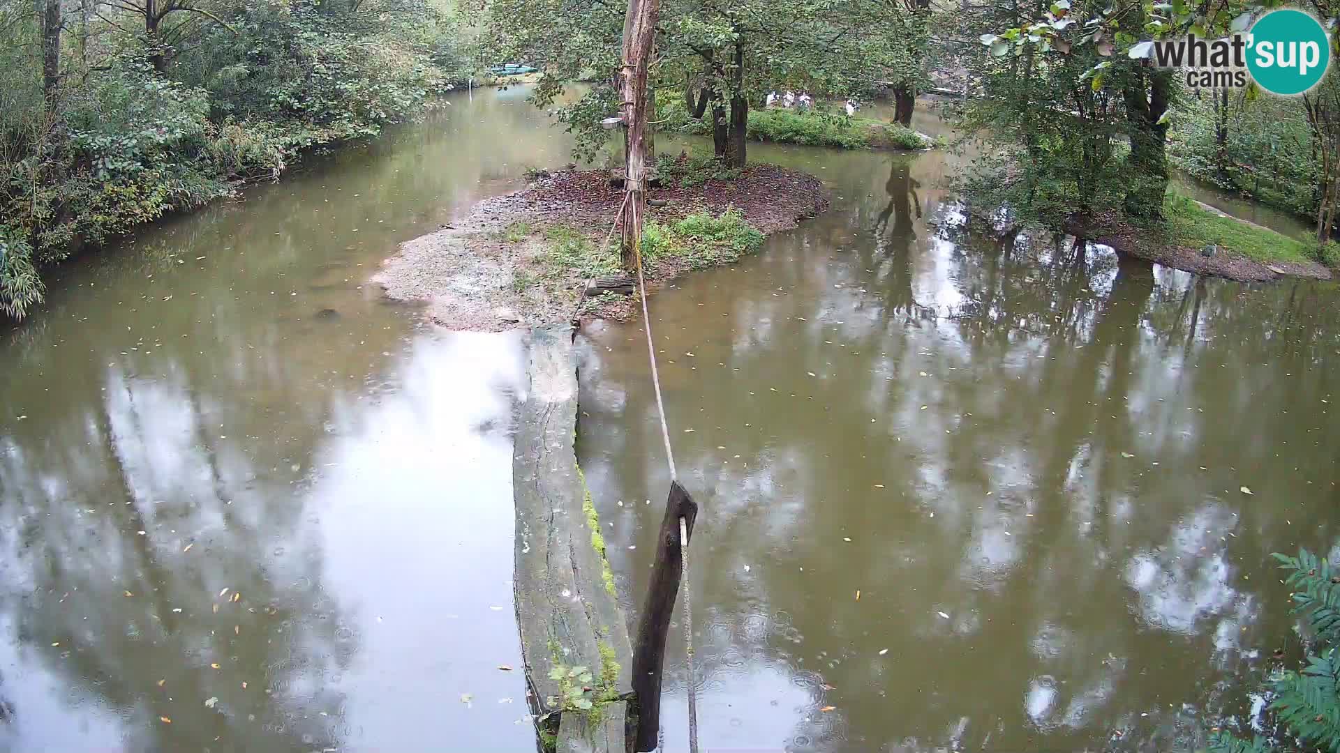 Schwarzweiße Vari Zoo Ljubljana webcam