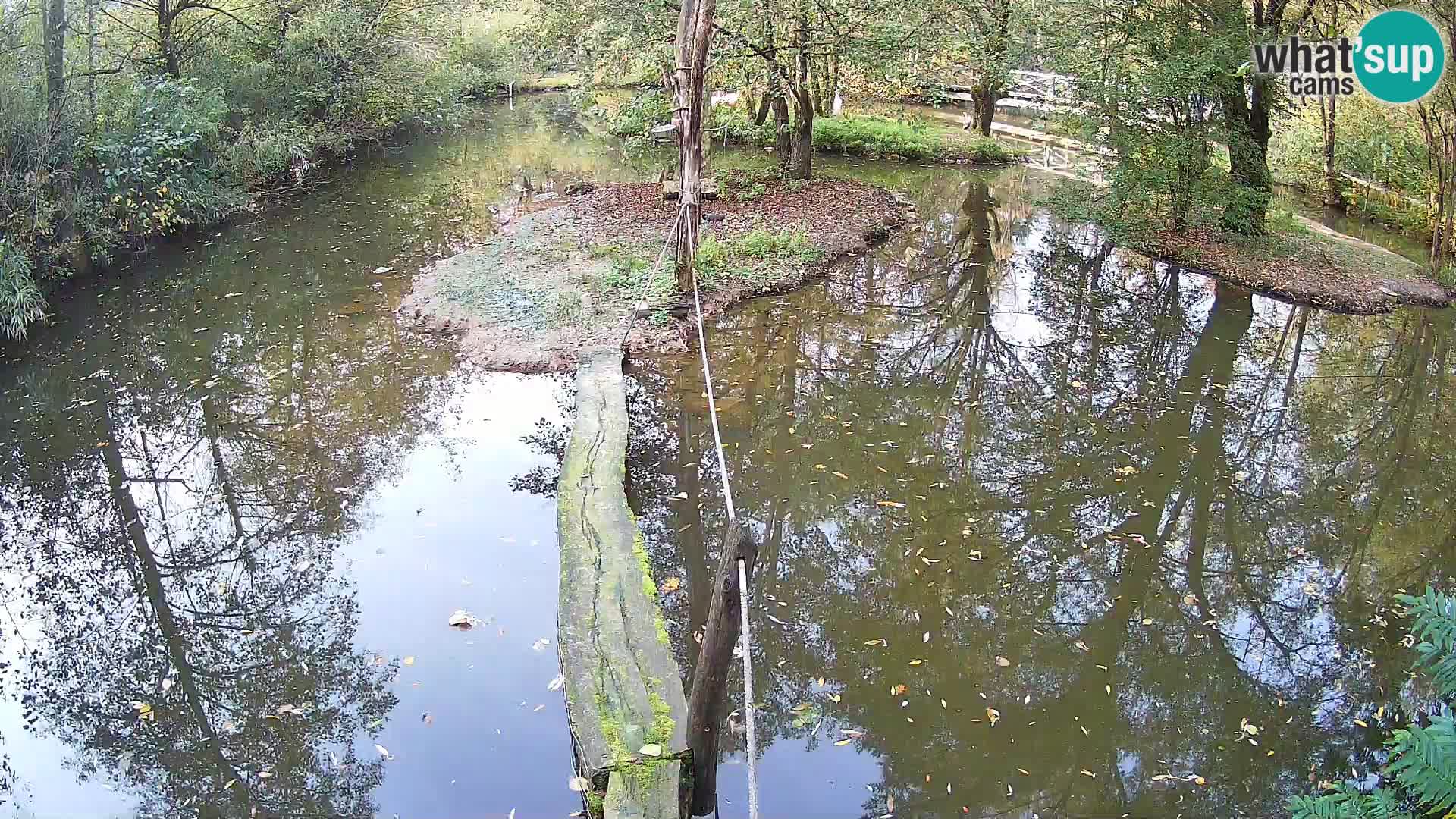 Schwarzweiße Vari Zoo Ljubljana webcam