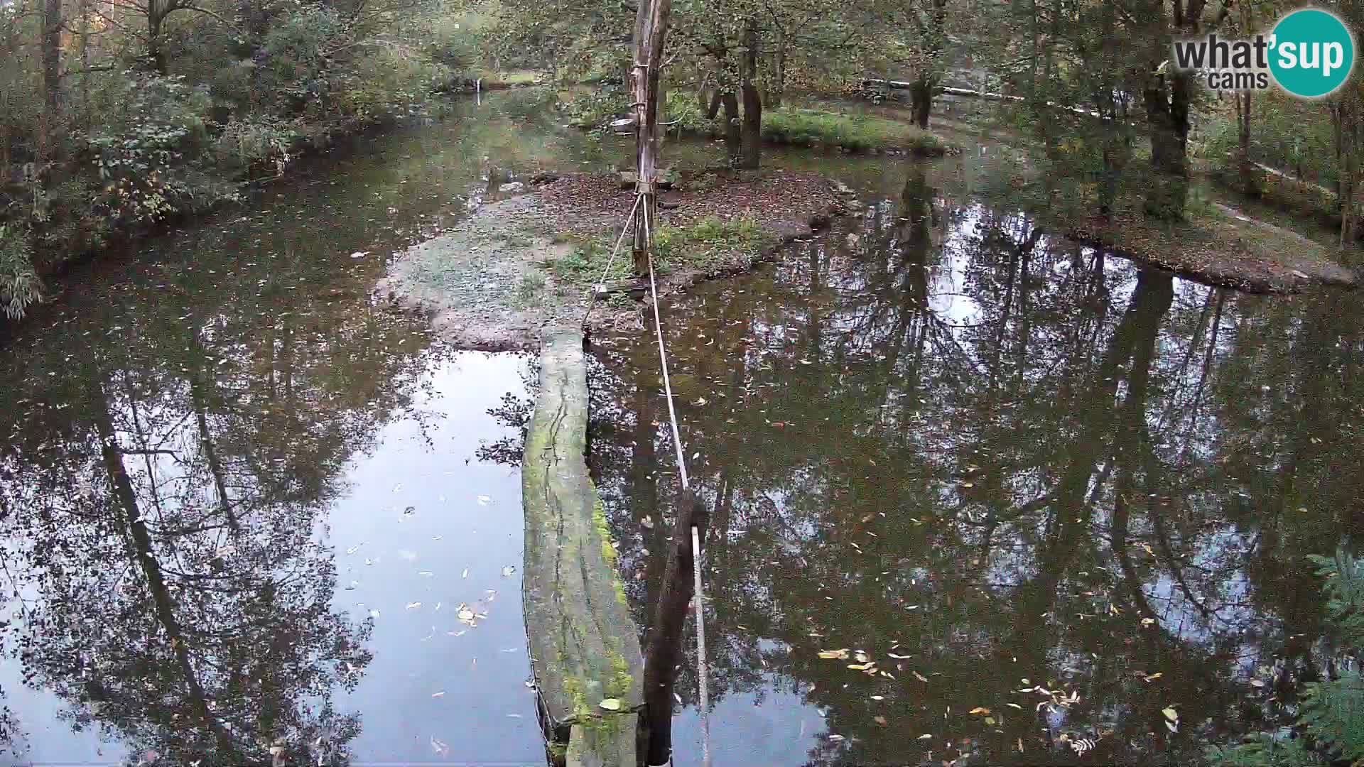 Vari bianconero Zoo Ljubljana webcam