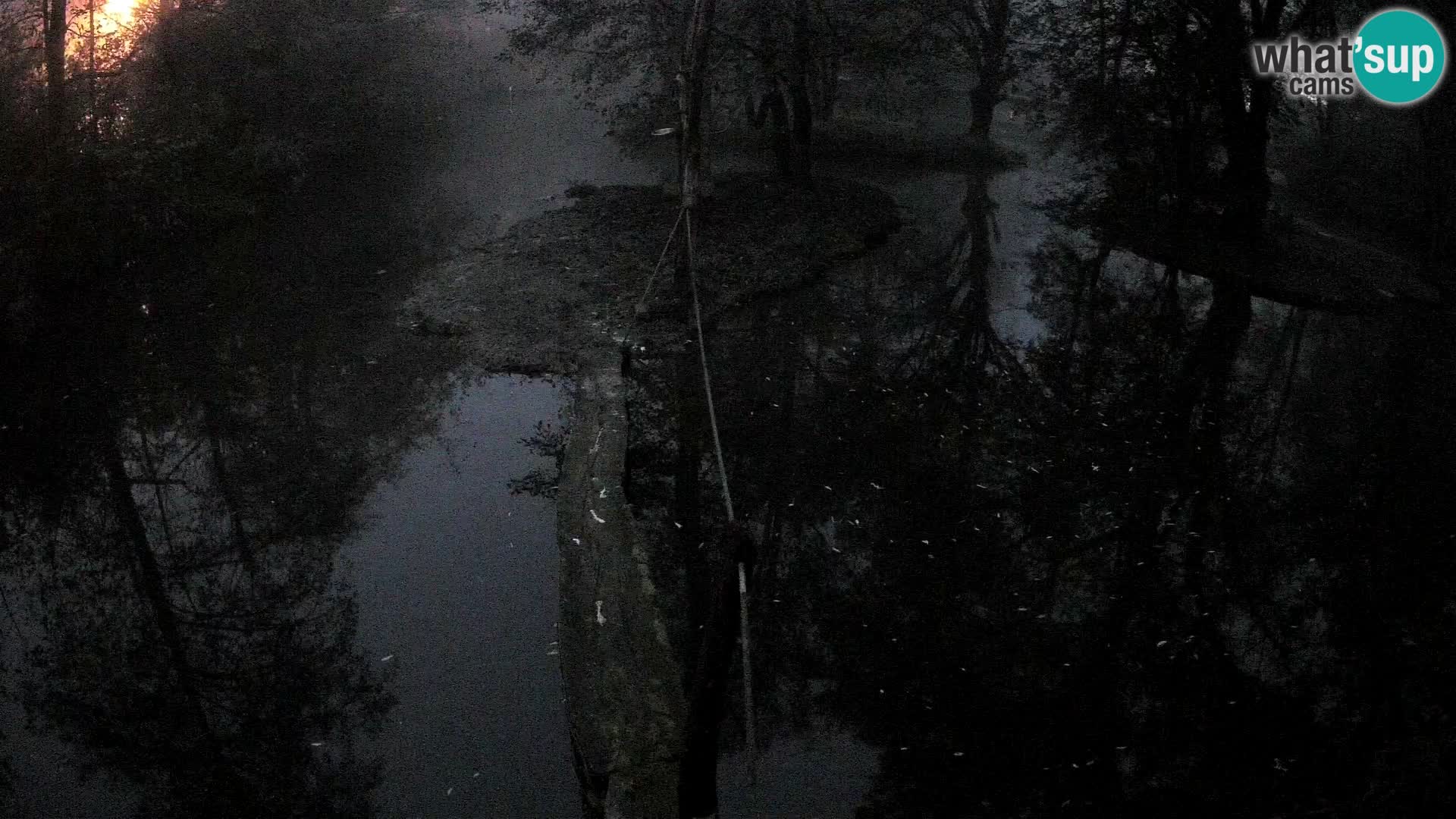 Navadni vari u živo – Ljubljana zoo