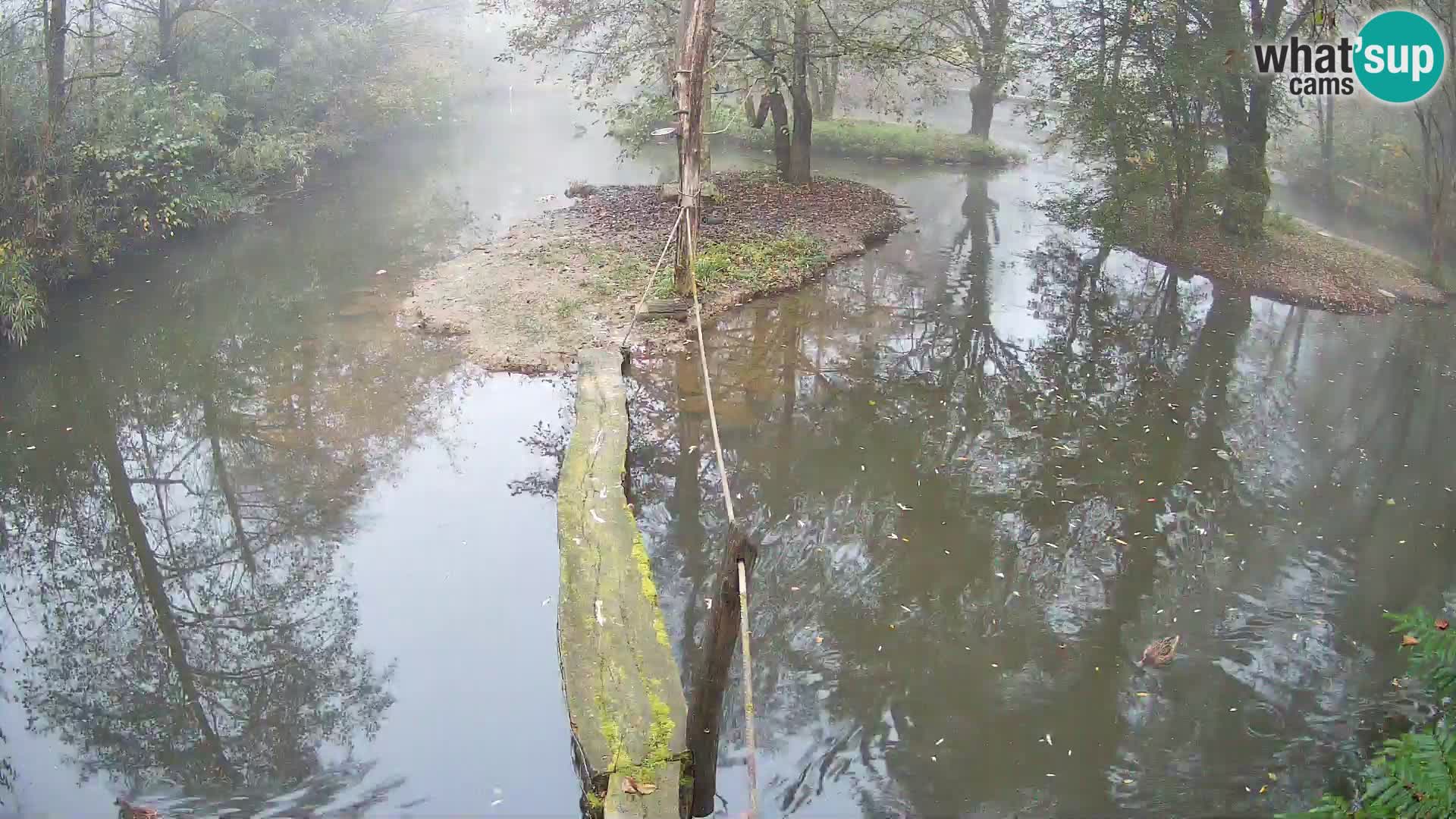 Schwarzweiße Vari Zoo Ljubljana webcam