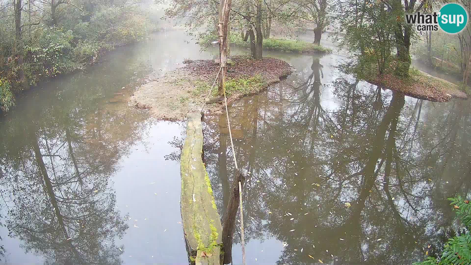 Schwarzweiße Vari Zoo Ljubljana webcam