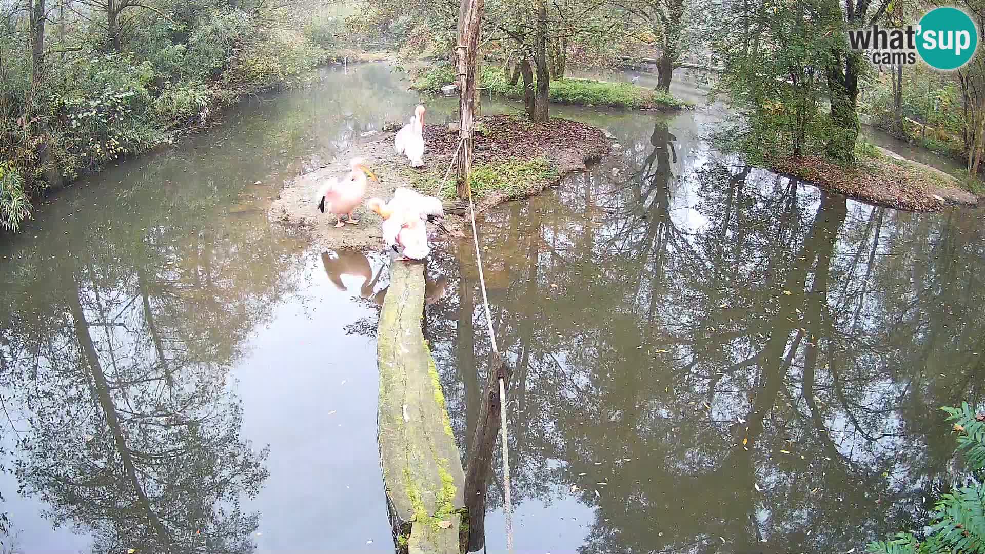 Navadni vari v živo – Ljubljana živalski vrt