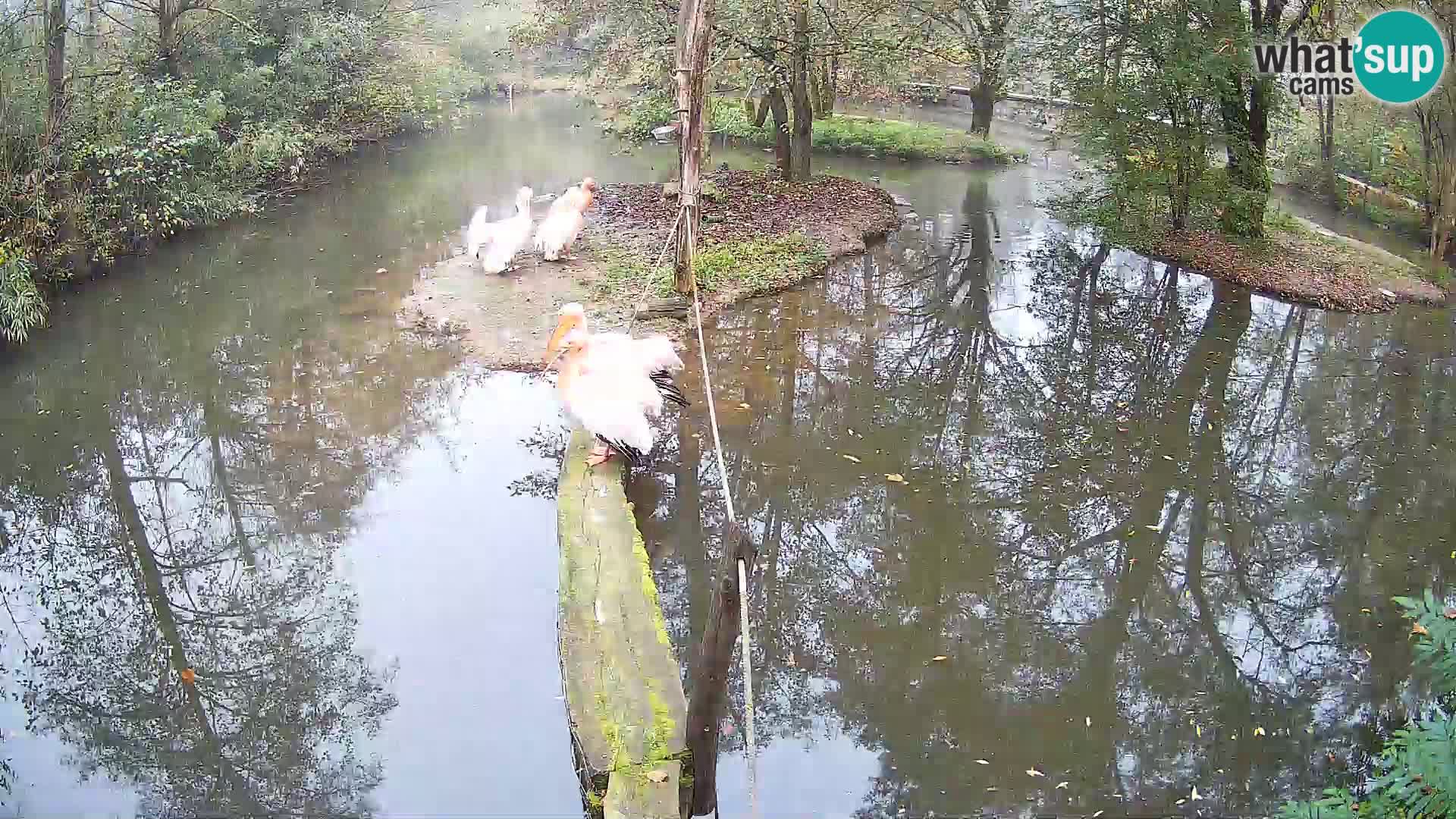 Navadni vari u živo – Ljubljana zoo