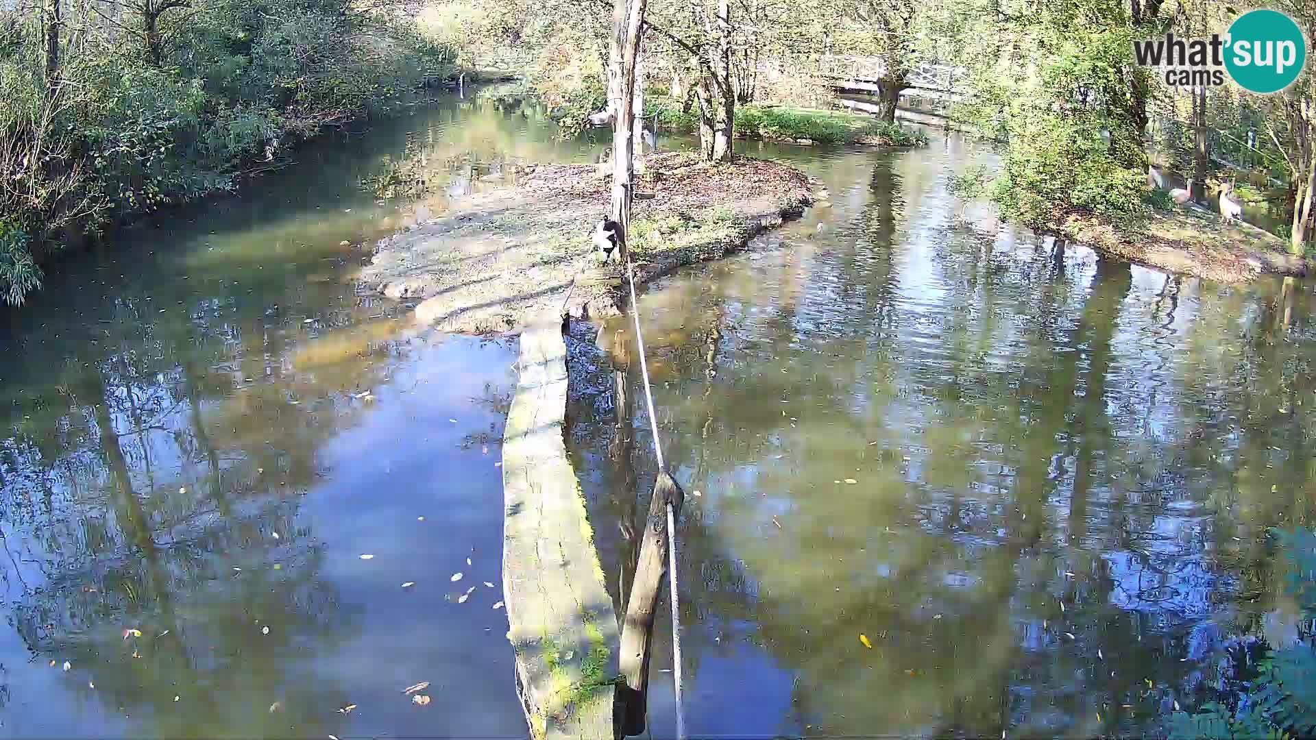 Vari bianconero Zoo Ljubljana webcam