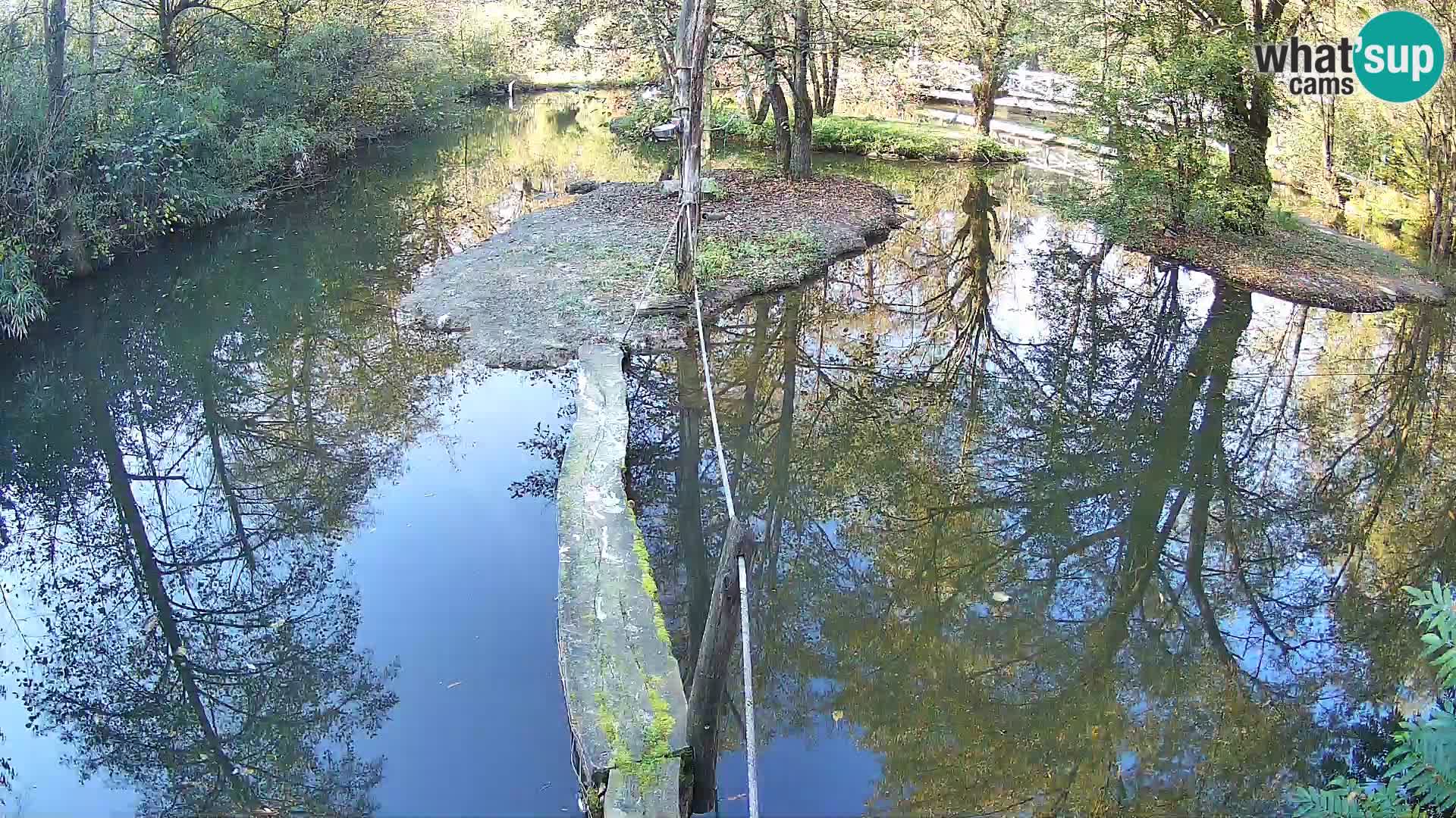 Lémur rufo blanco y negro – Ljubljana Zoo en vivo