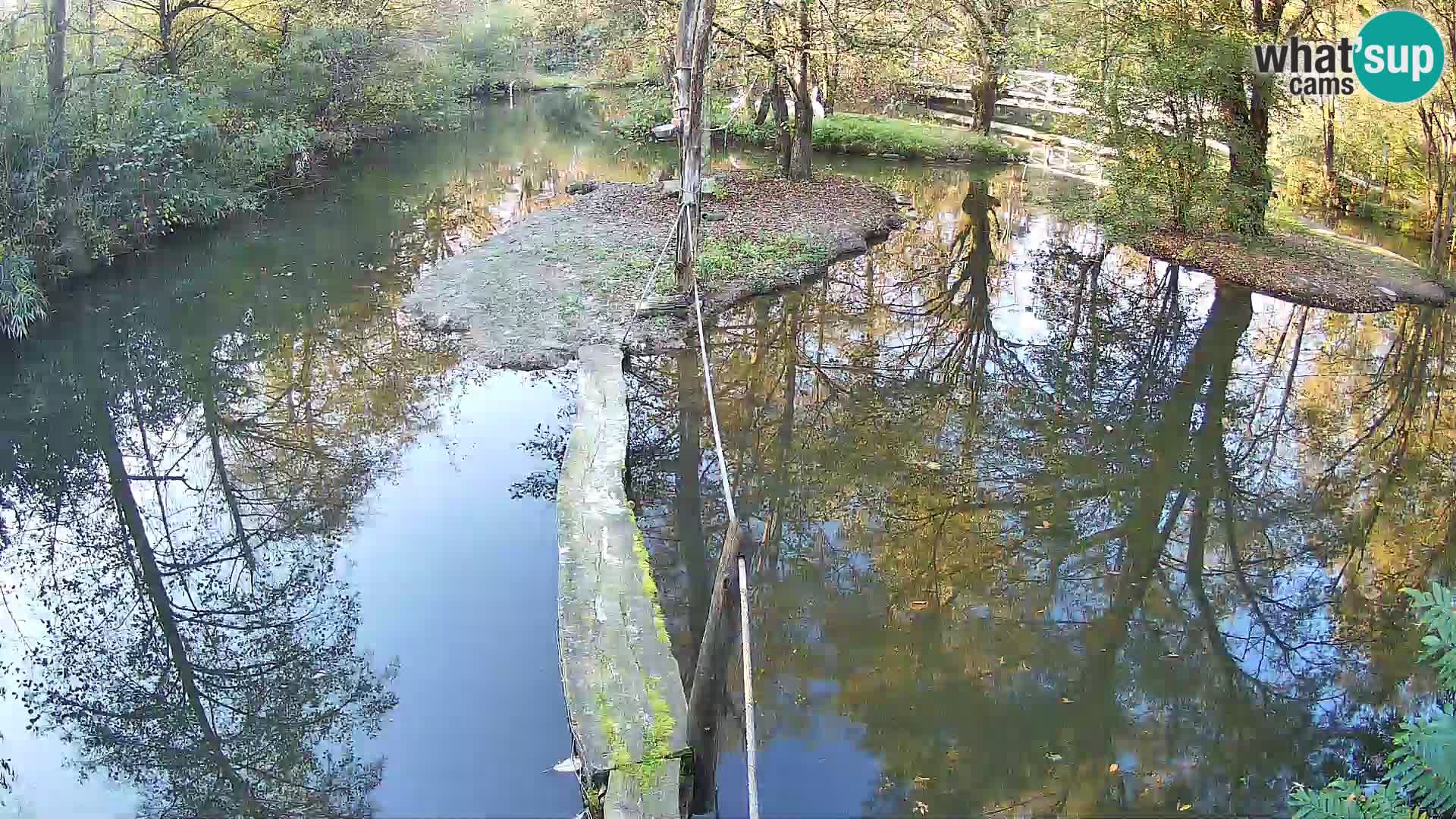 Navadni vari v živo – Ljubljana živalski vrt