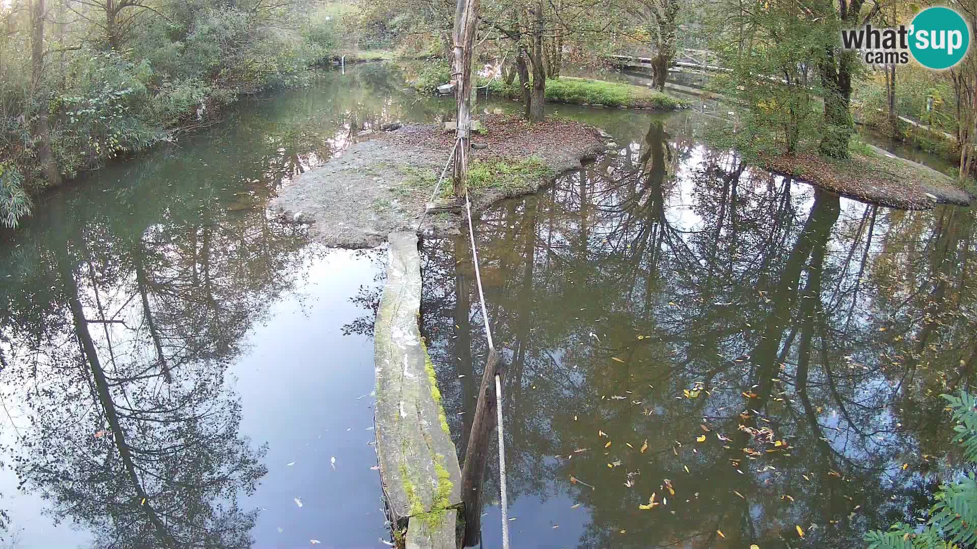 Schwarzweiße Vari Zoo Ljubljana webcam