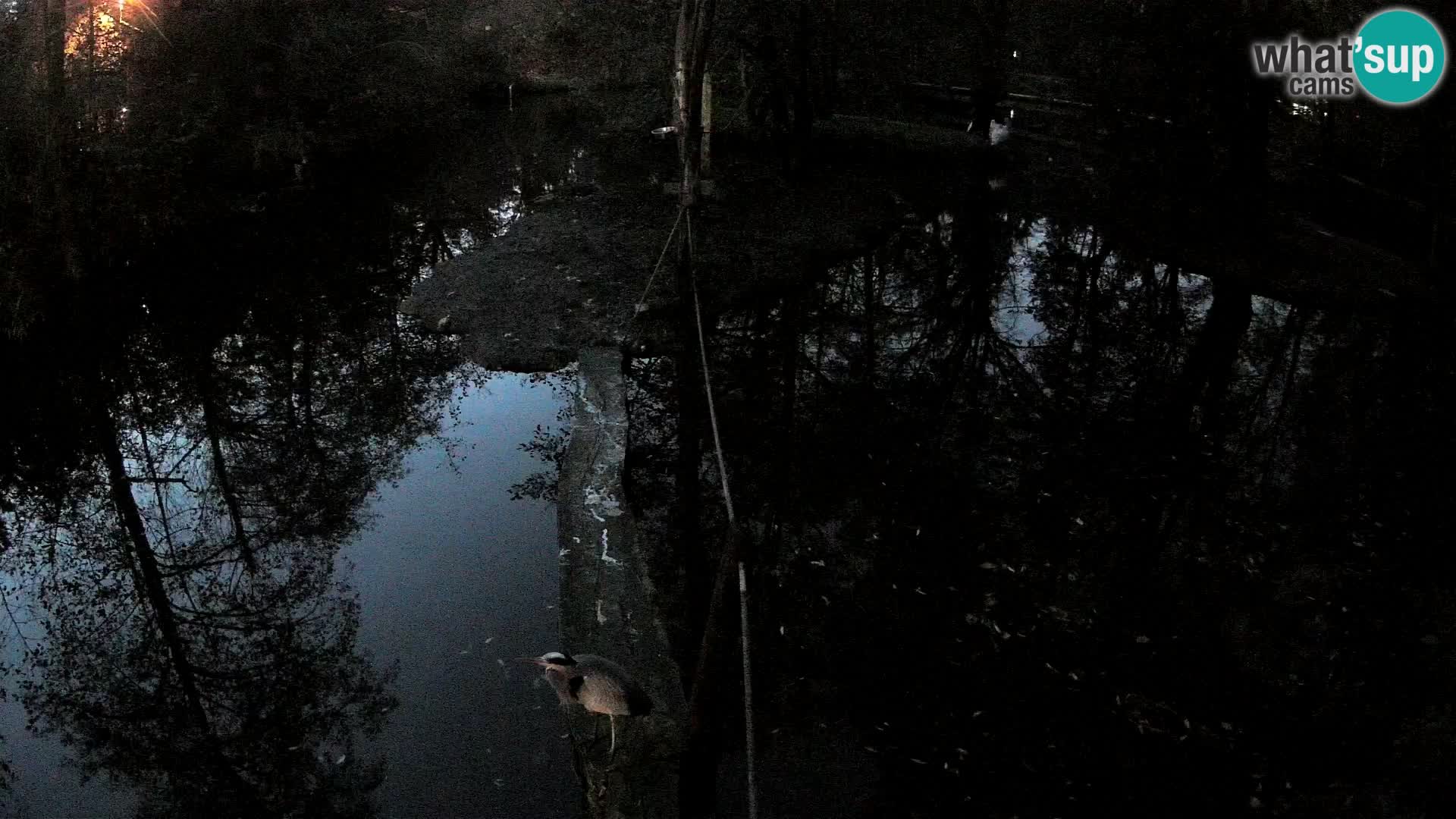 Navadni vari u živo – Ljubljana zoo