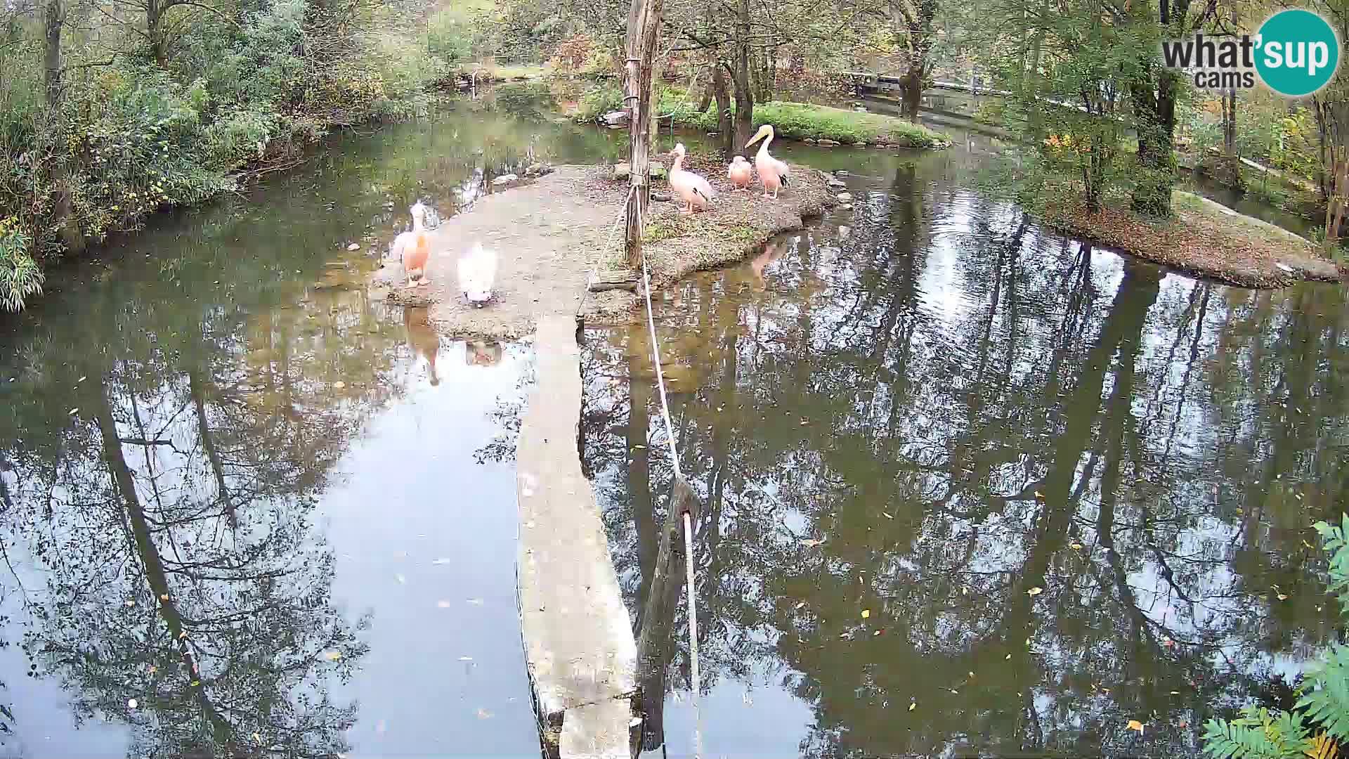 Vari bianconero Zoo Ljubljana webcam