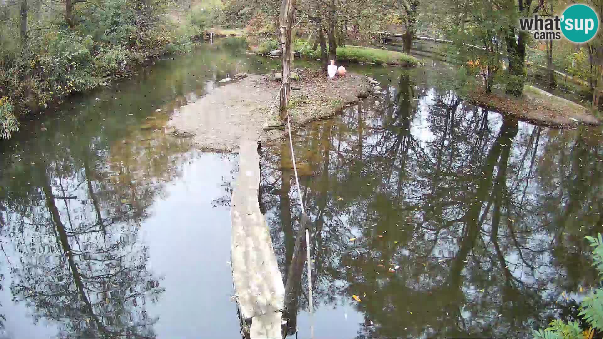 Navadni vari u živo – Ljubljana zoo