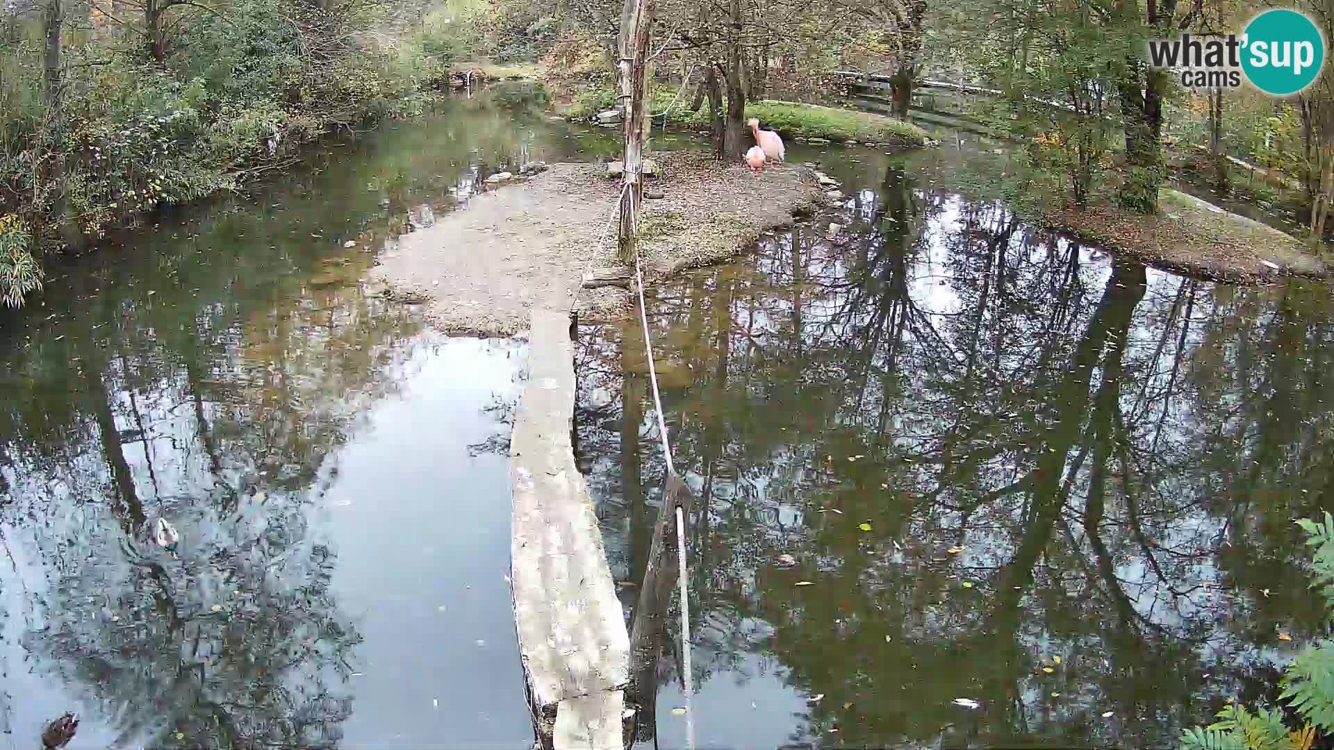 Lémur rufo blanco y negro – Ljubljana Zoo en vivo