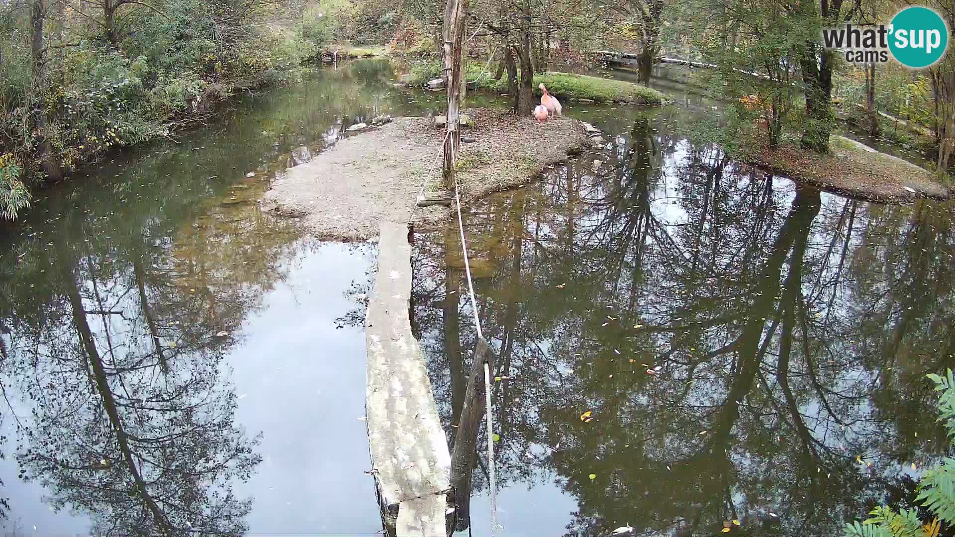 Navadni vari u živo – Ljubljana zoo