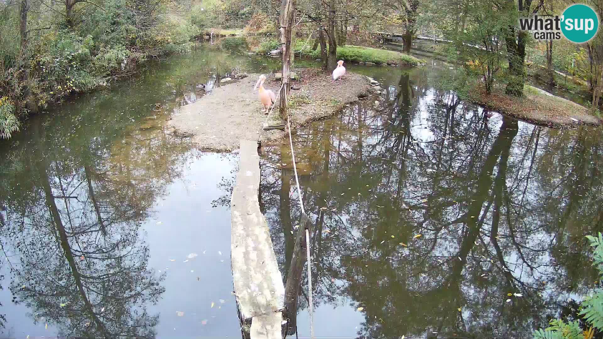 Lémur rufo blanco y negro – Ljubljana Zoo en vivo