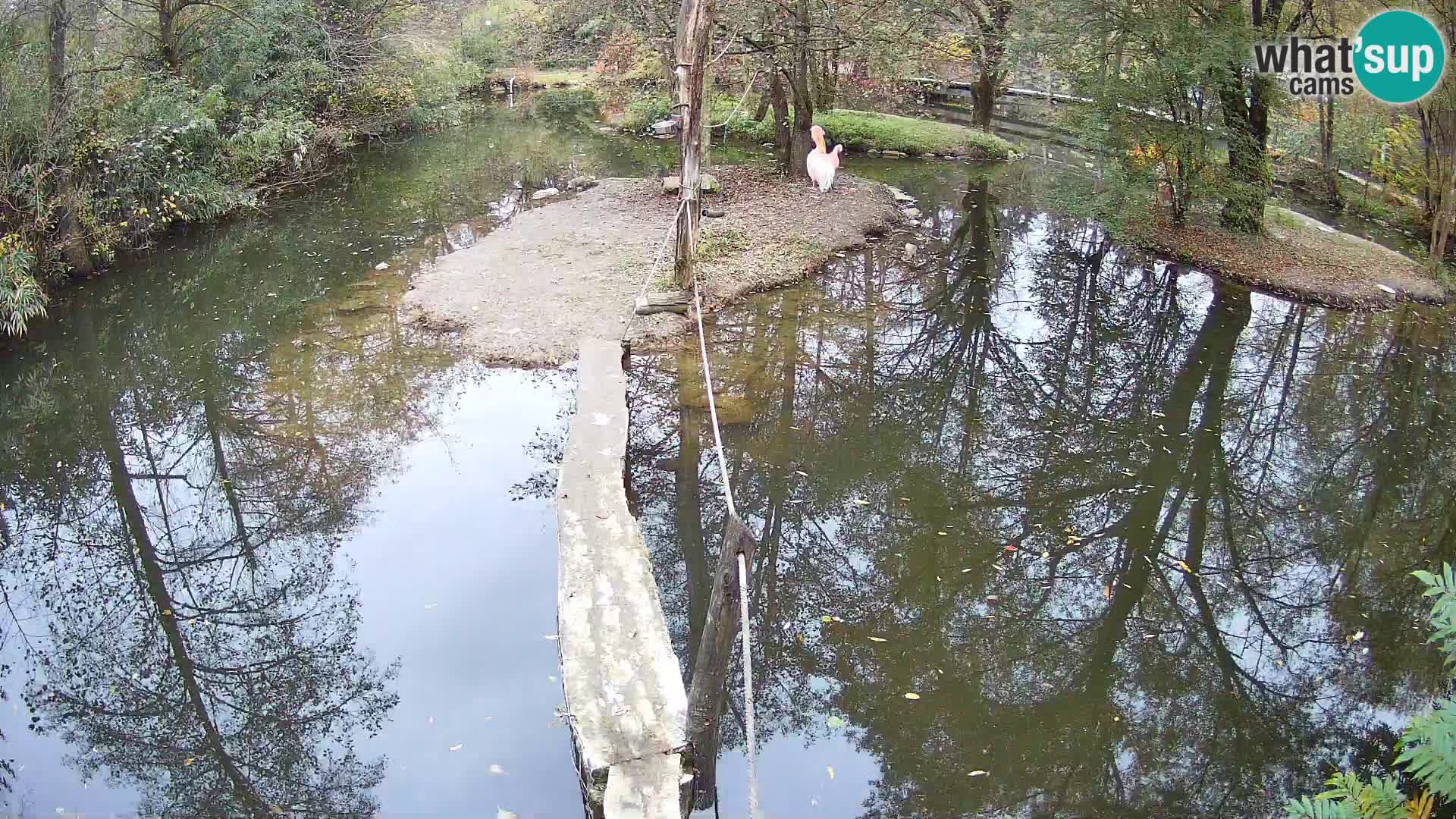 Lémur rufo blanco y negro – Ljubljana Zoo en vivo