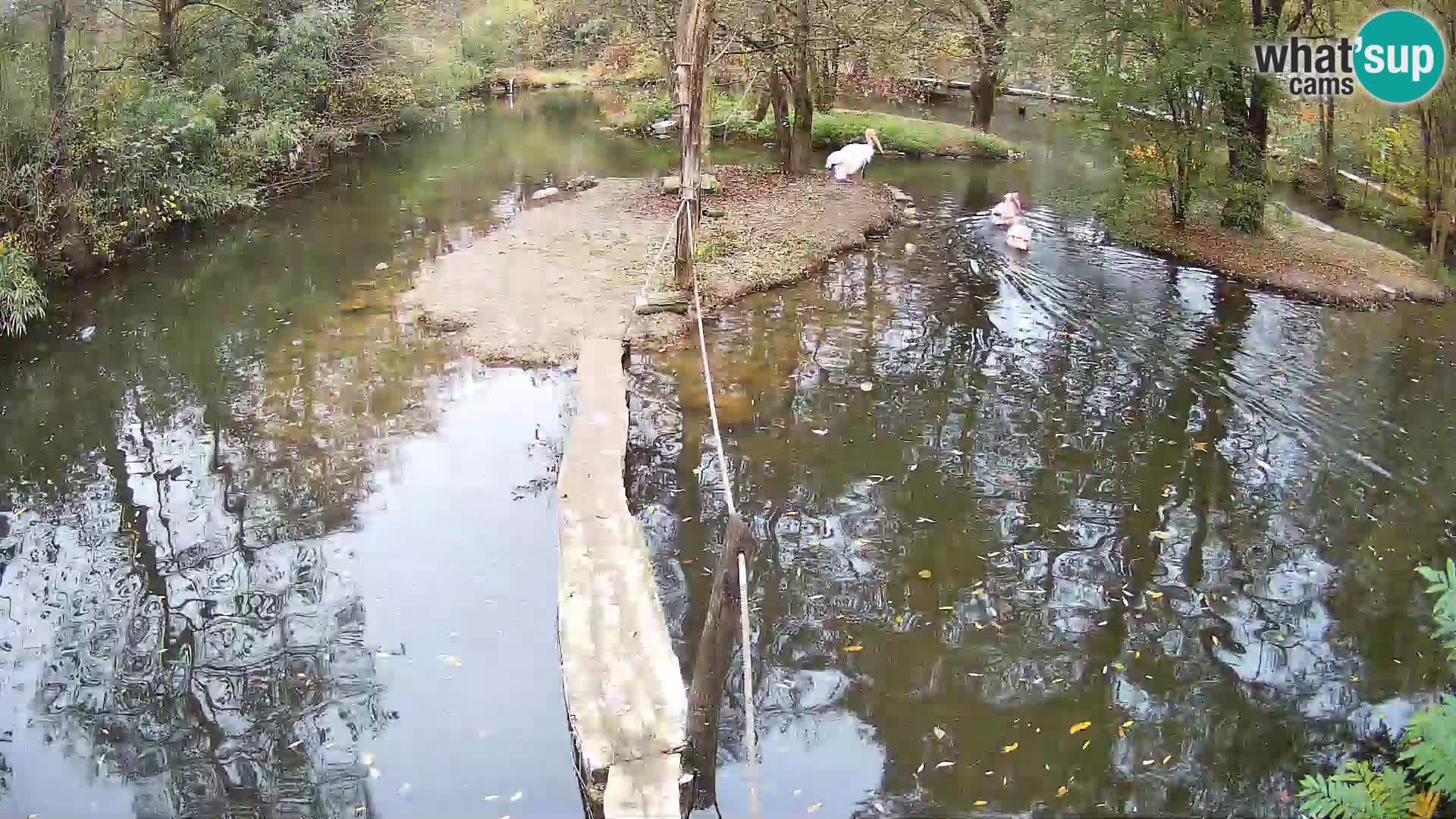 Vari bianconero Zoo Ljubljana webcam