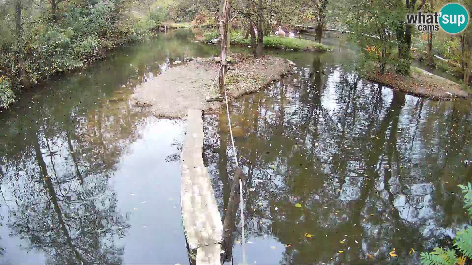 Vari bianconero Zoo Ljubljana webcam