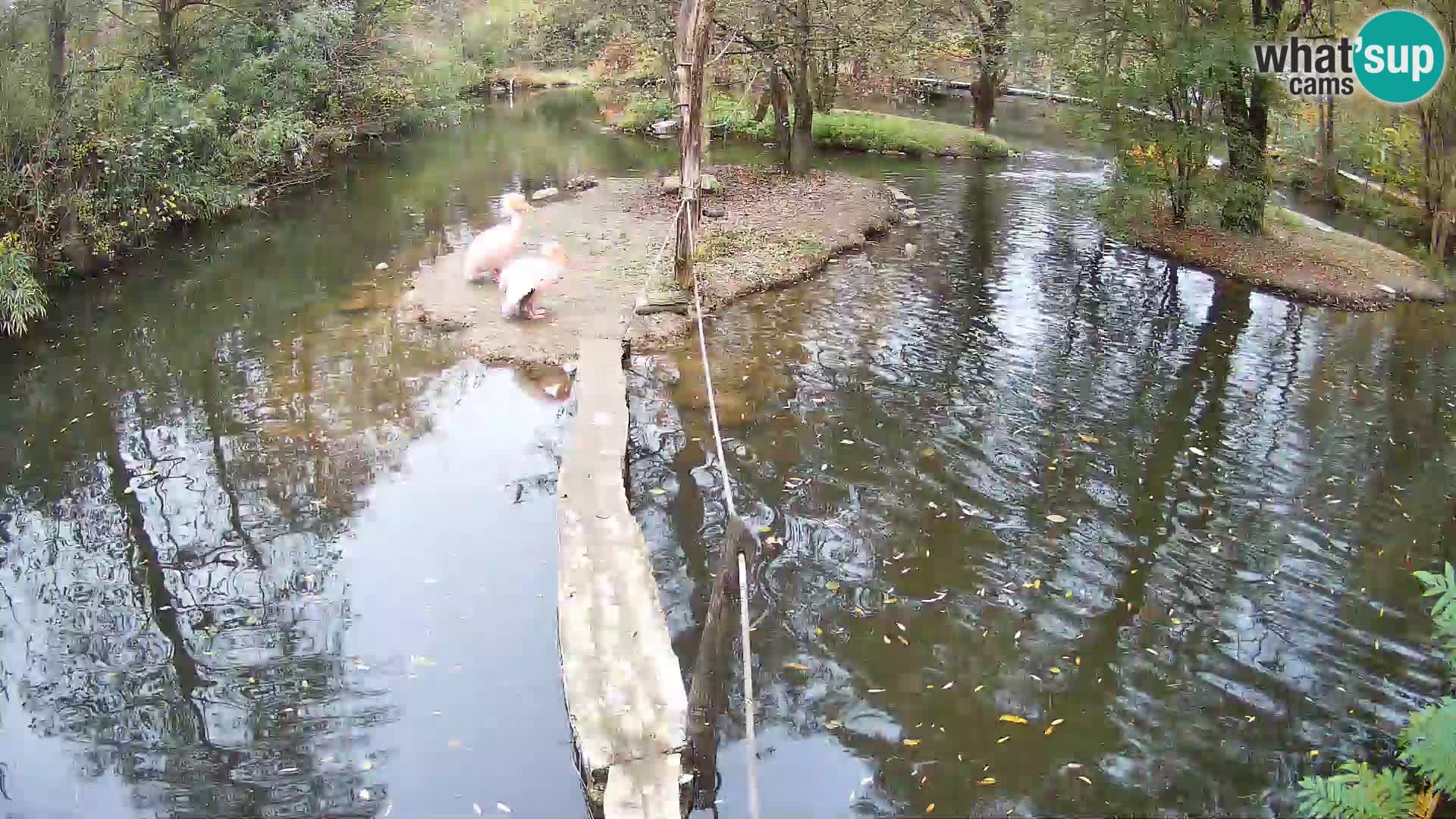 Vari bianconero Zoo Ljubljana webcam