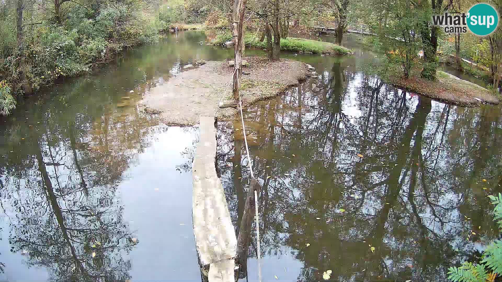 Vari bianconero Zoo Ljubljana webcam