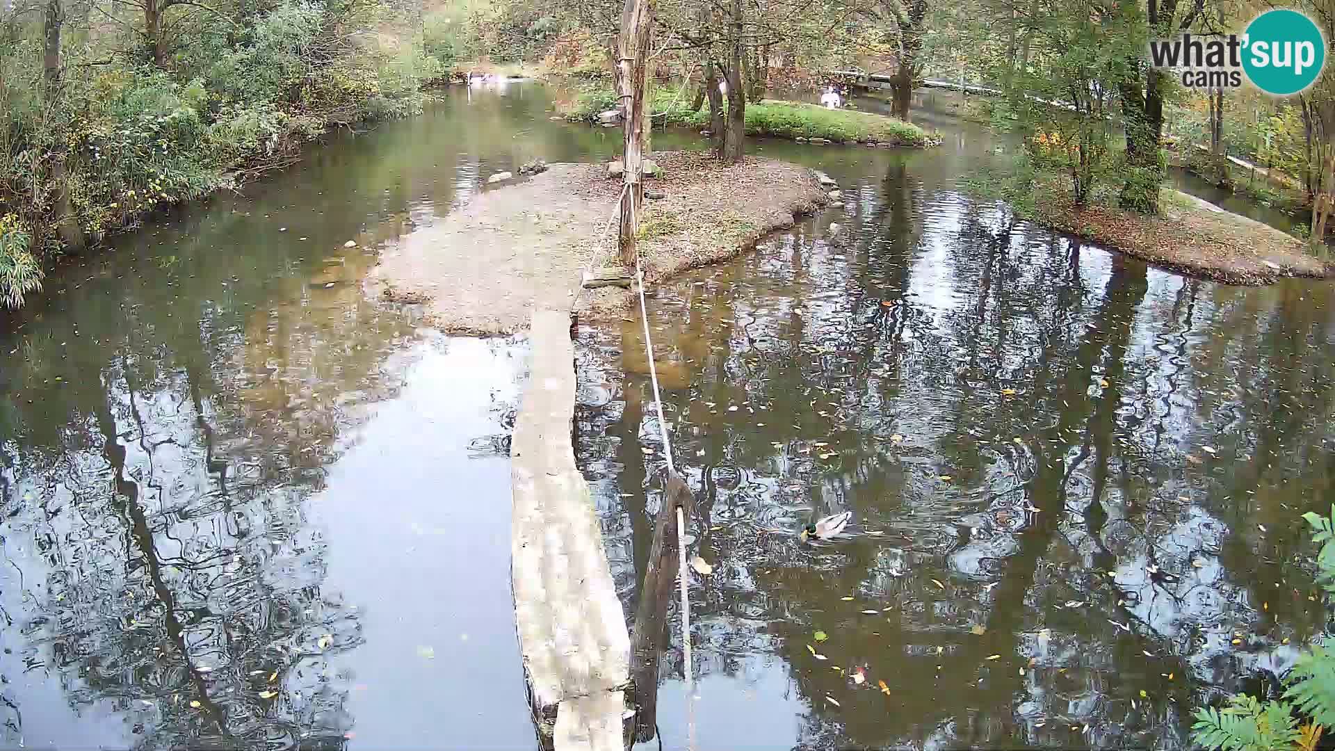 Lémur rufo blanco y negro – Ljubljana Zoo en vivo