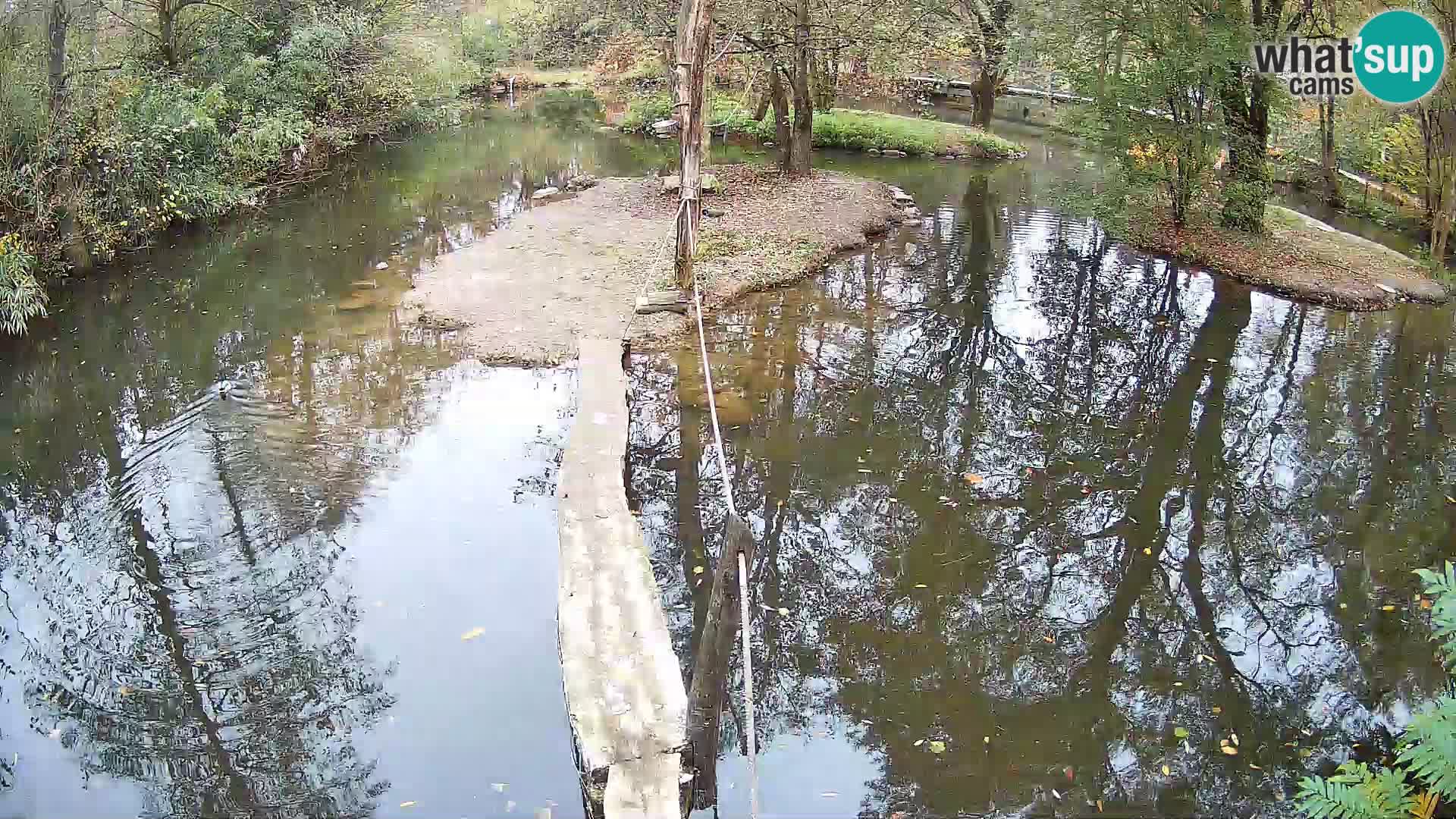 Lémur rufo blanco y negro – Ljubljana Zoo en vivo