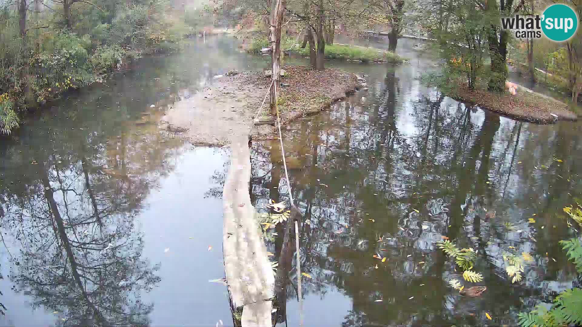 Schwarzweiße Vari Zoo Ljubljana webcam