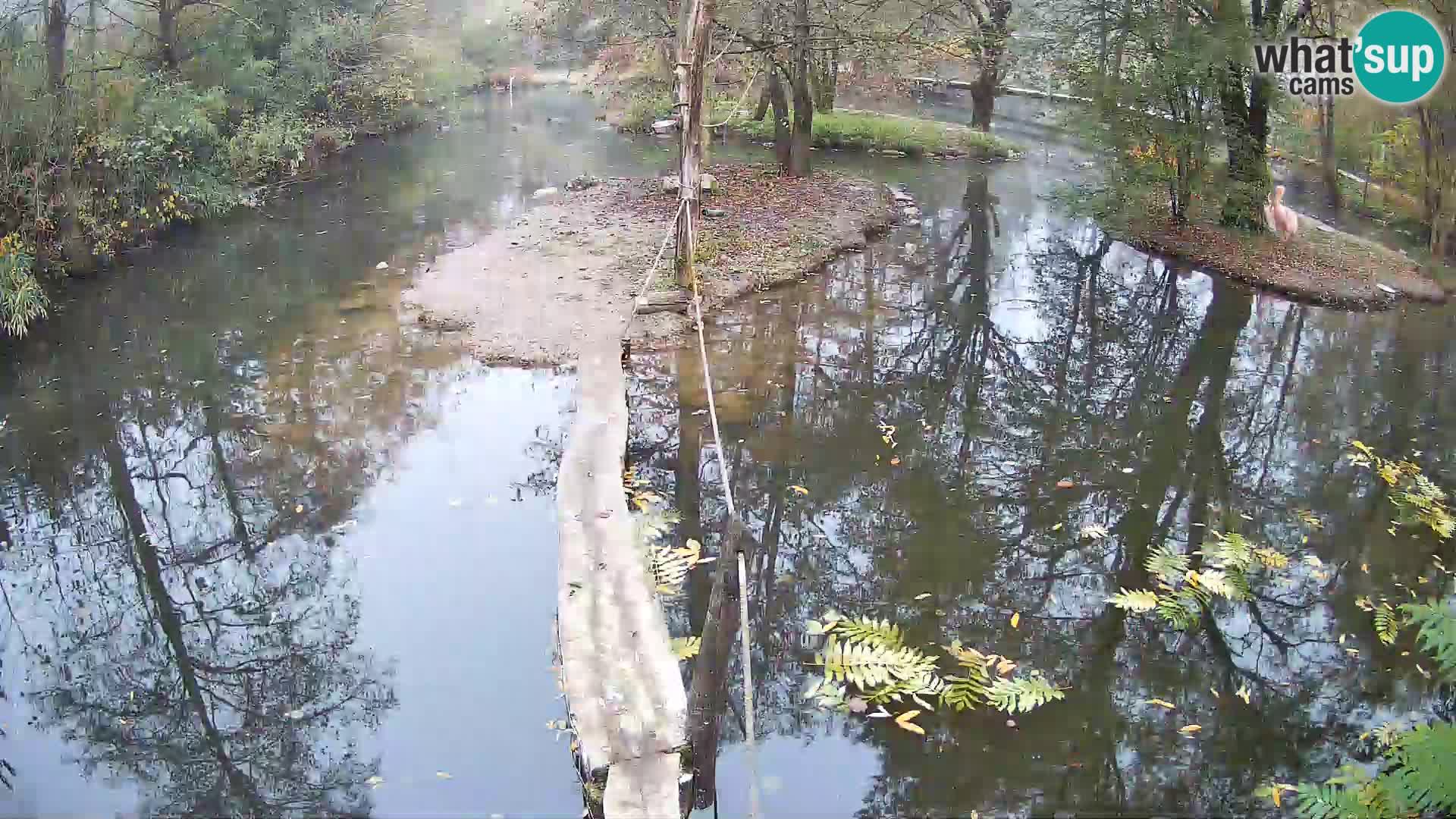 Vari bianconero Zoo Ljubljana webcam