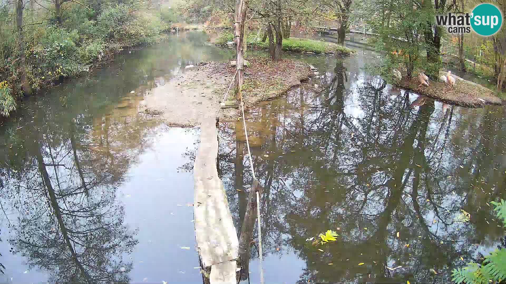 Vari noir et blanc – Ljubljana ZOO  livecam