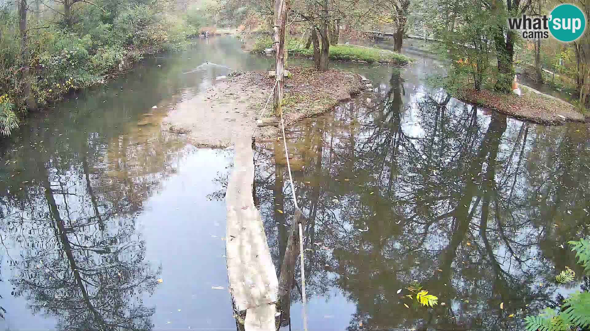 Schwarzweiße Vari Zoo Ljubljana webcam