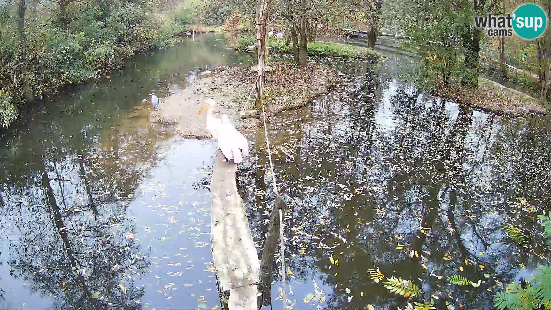 Schwarzweiße Vari Zoo Ljubljana webcam