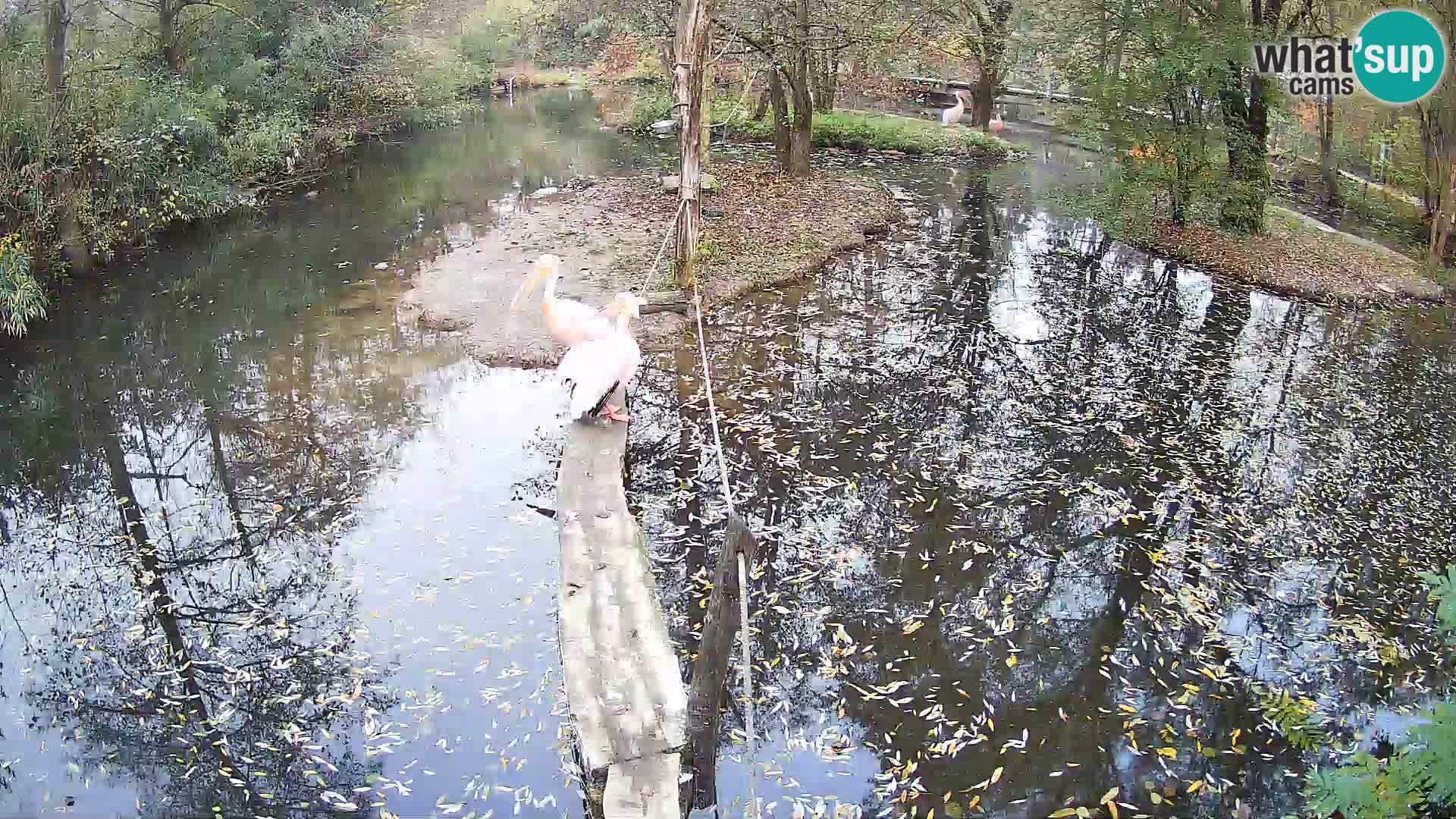 Vari bianconero Zoo Ljubljana webcam