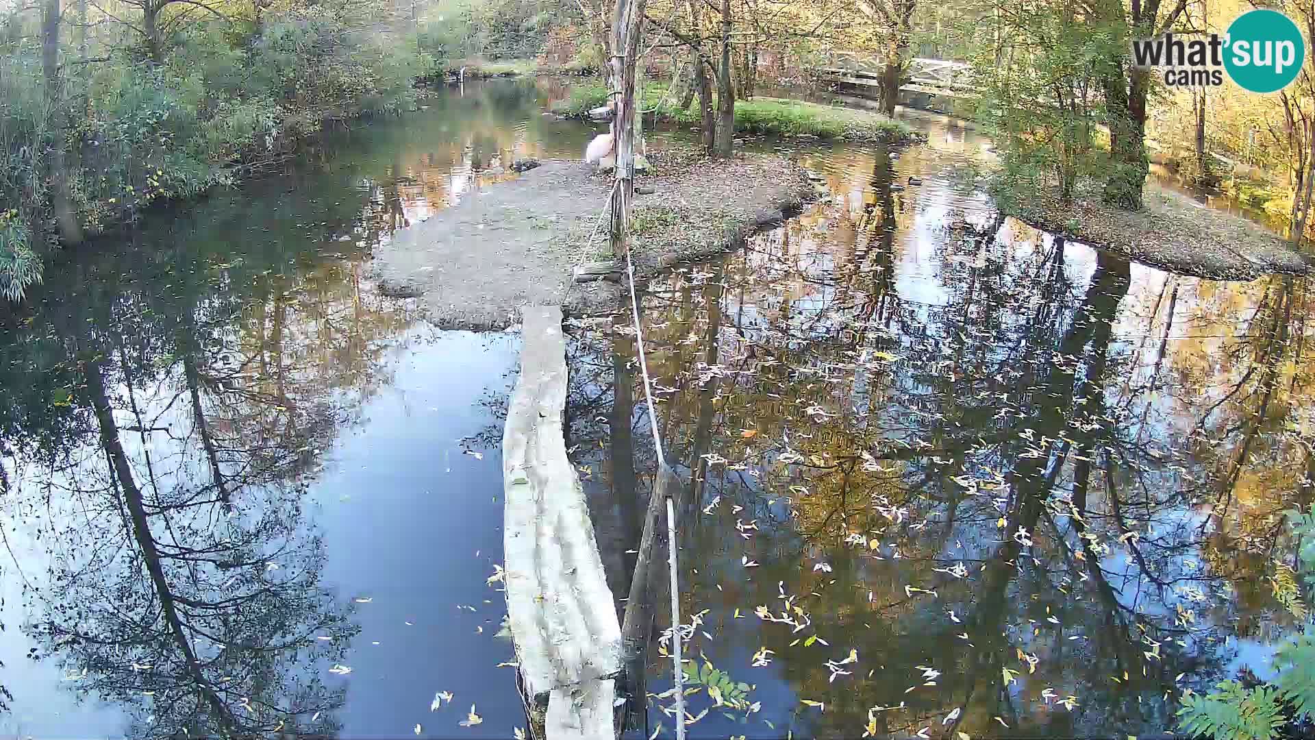 Navadni vari u živo – Ljubljana zoo