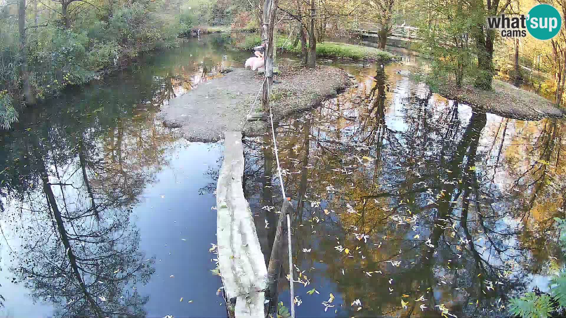 Vari bianconero Zoo Ljubljana webcam