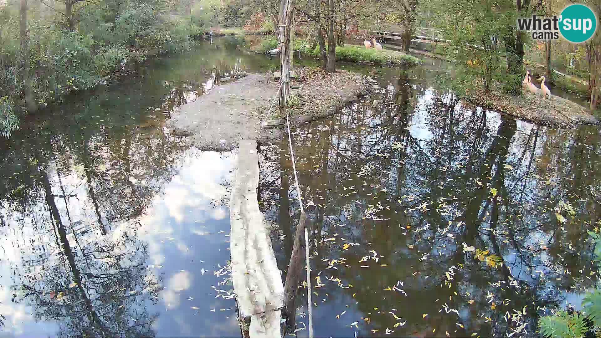 Schwarzweiße Vari Zoo Ljubljana webcam