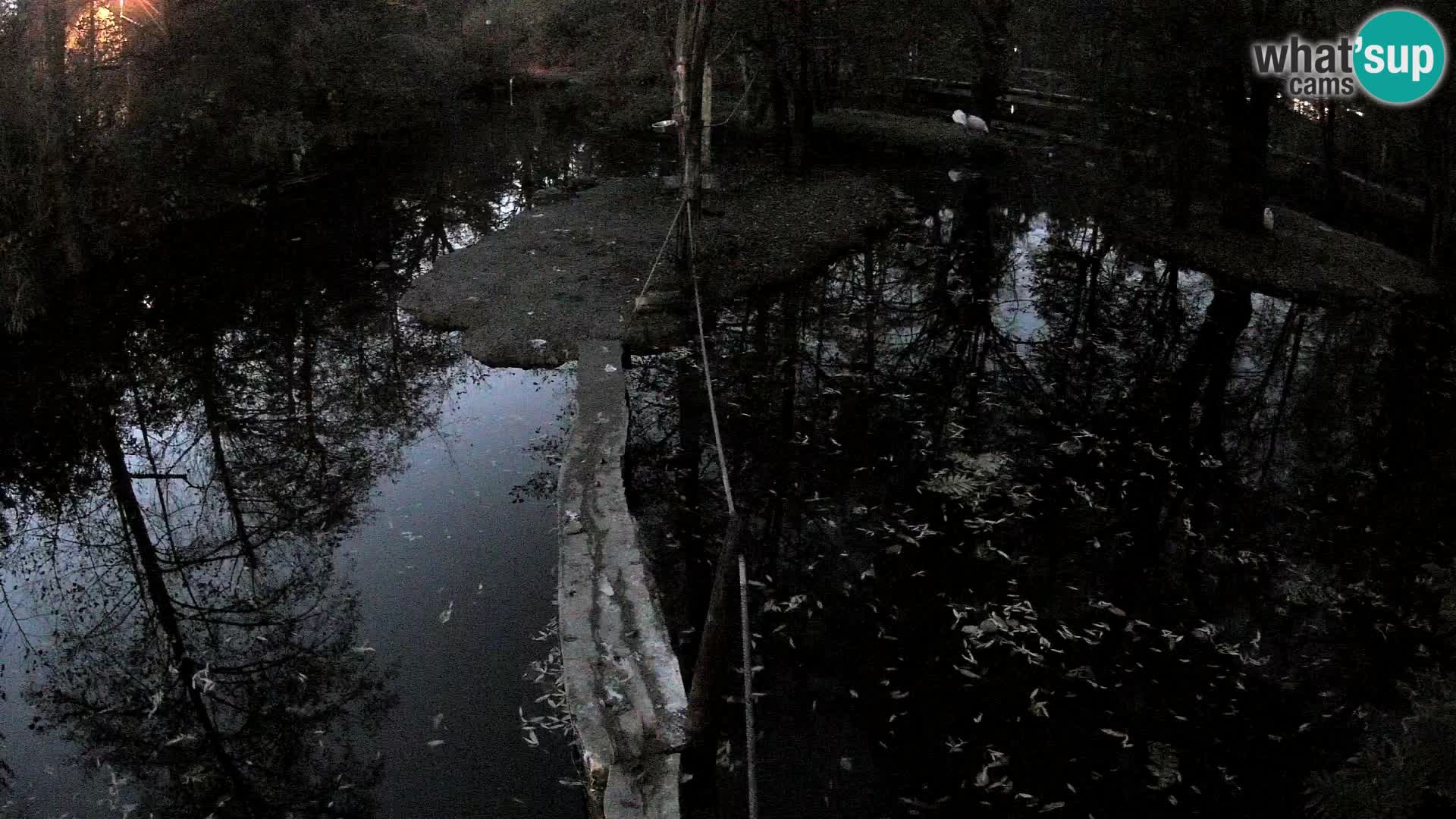 Navadni vari v živo – Ljubljana živalski vrt