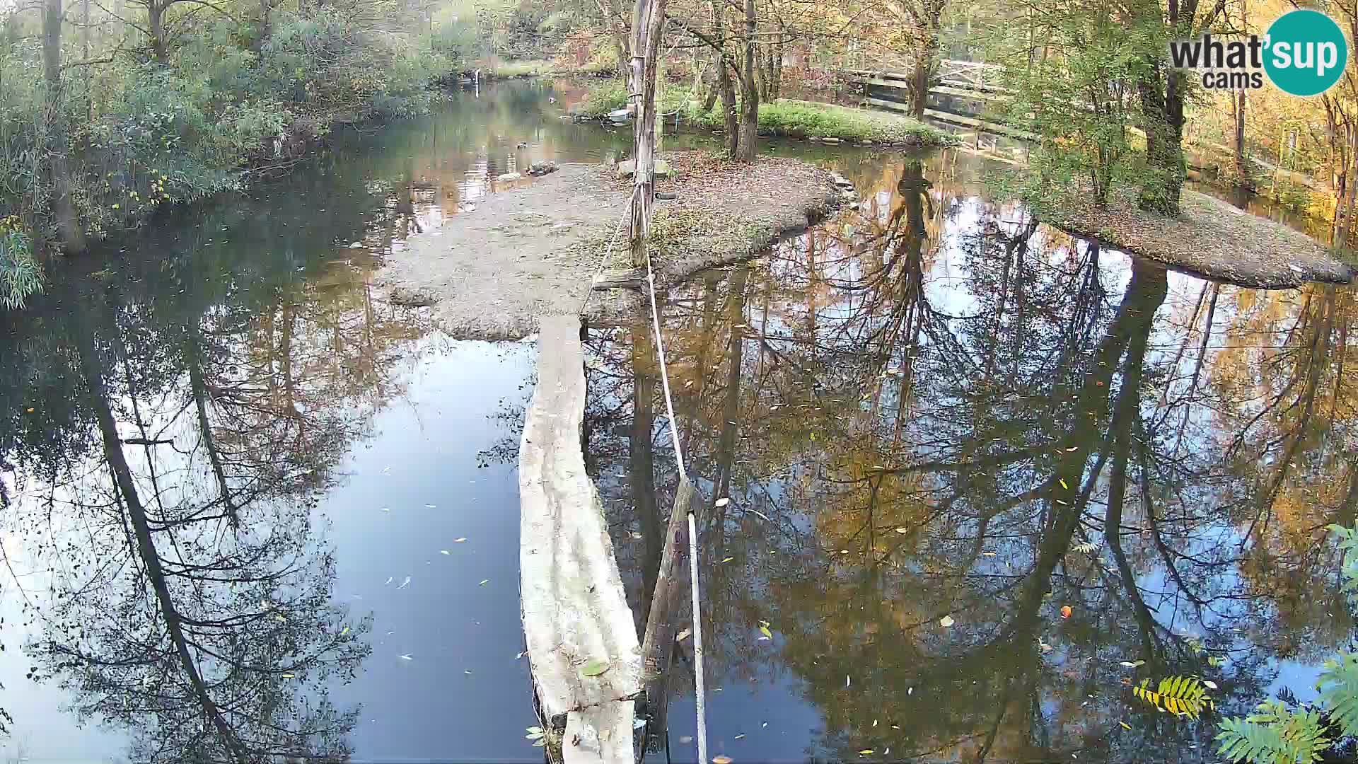 Navadni vari v živo – Ljubljana živalski vrt