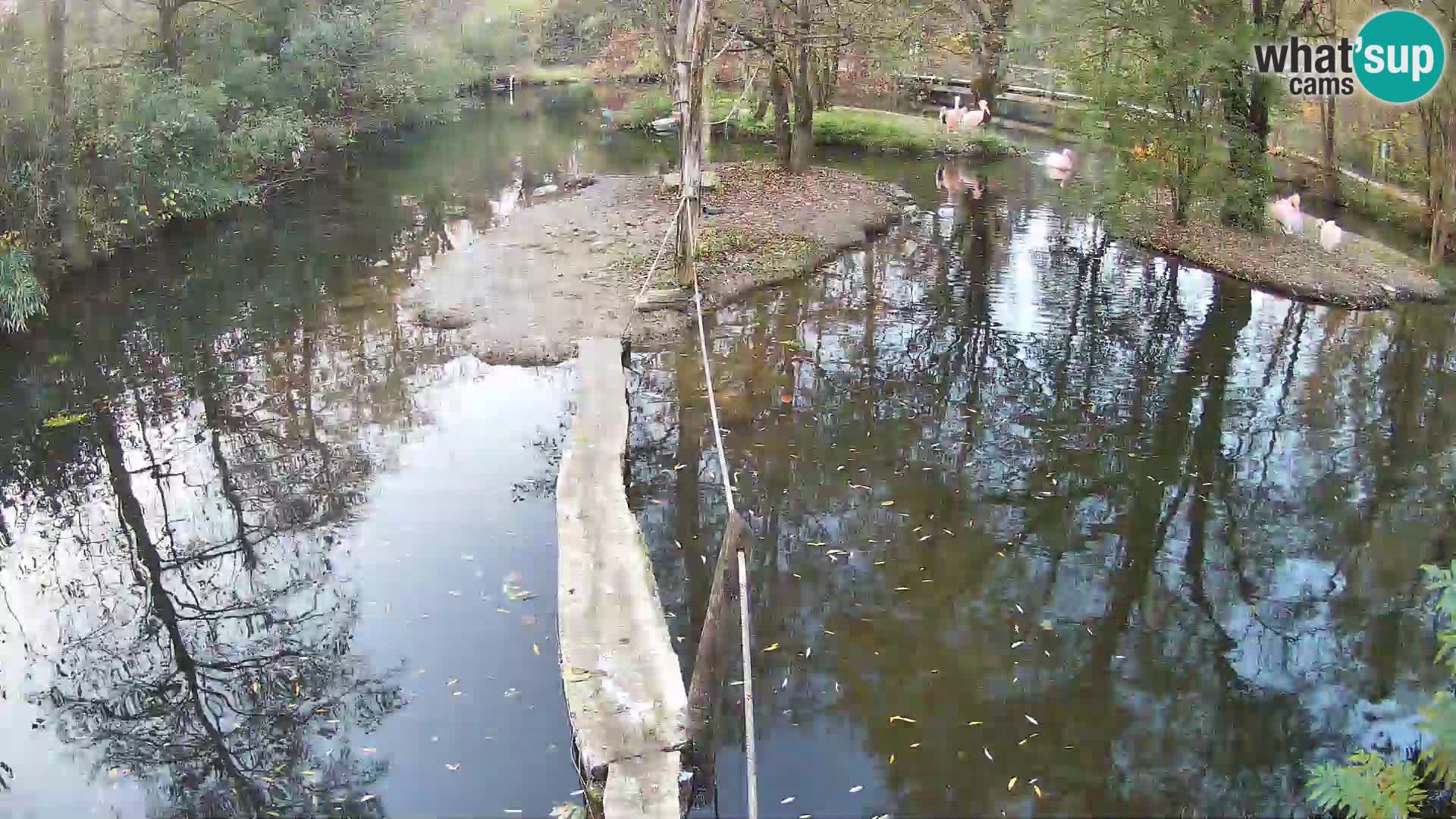 Vari noir et blanc – Ljubljana ZOO  livecam