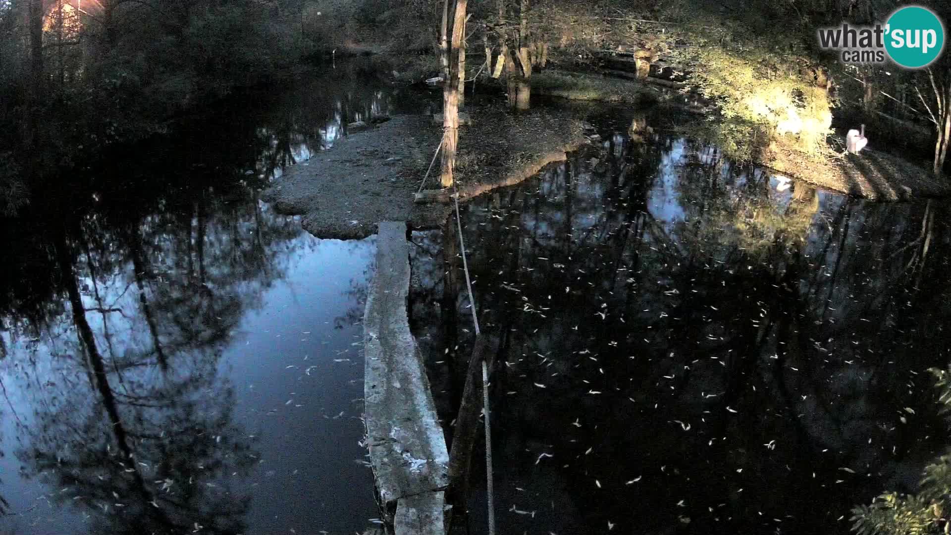 Navadni vari v živo – Ljubljana živalski vrt