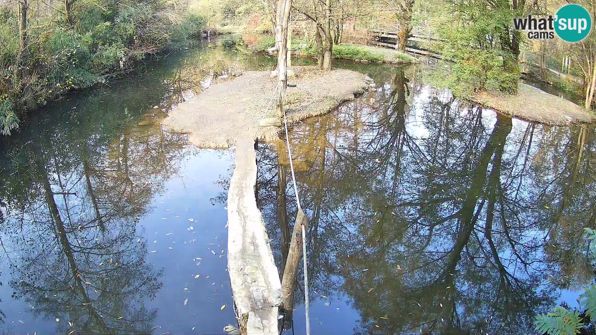 Schwarzweiße Vari Zoo Ljubljana webcam