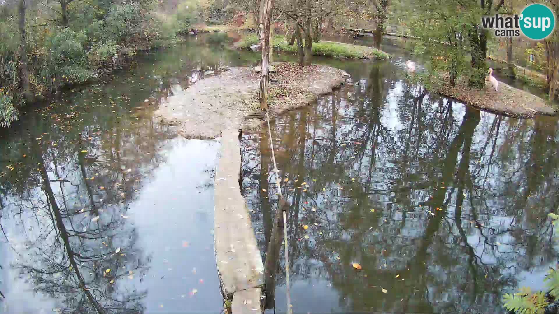 Schwarzweiße Vari Zoo Ljubljana webcam