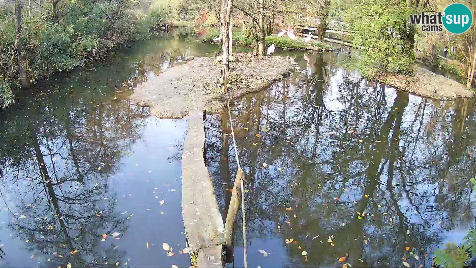 Schwarzweiße Vari Zoo Ljubljana webcam