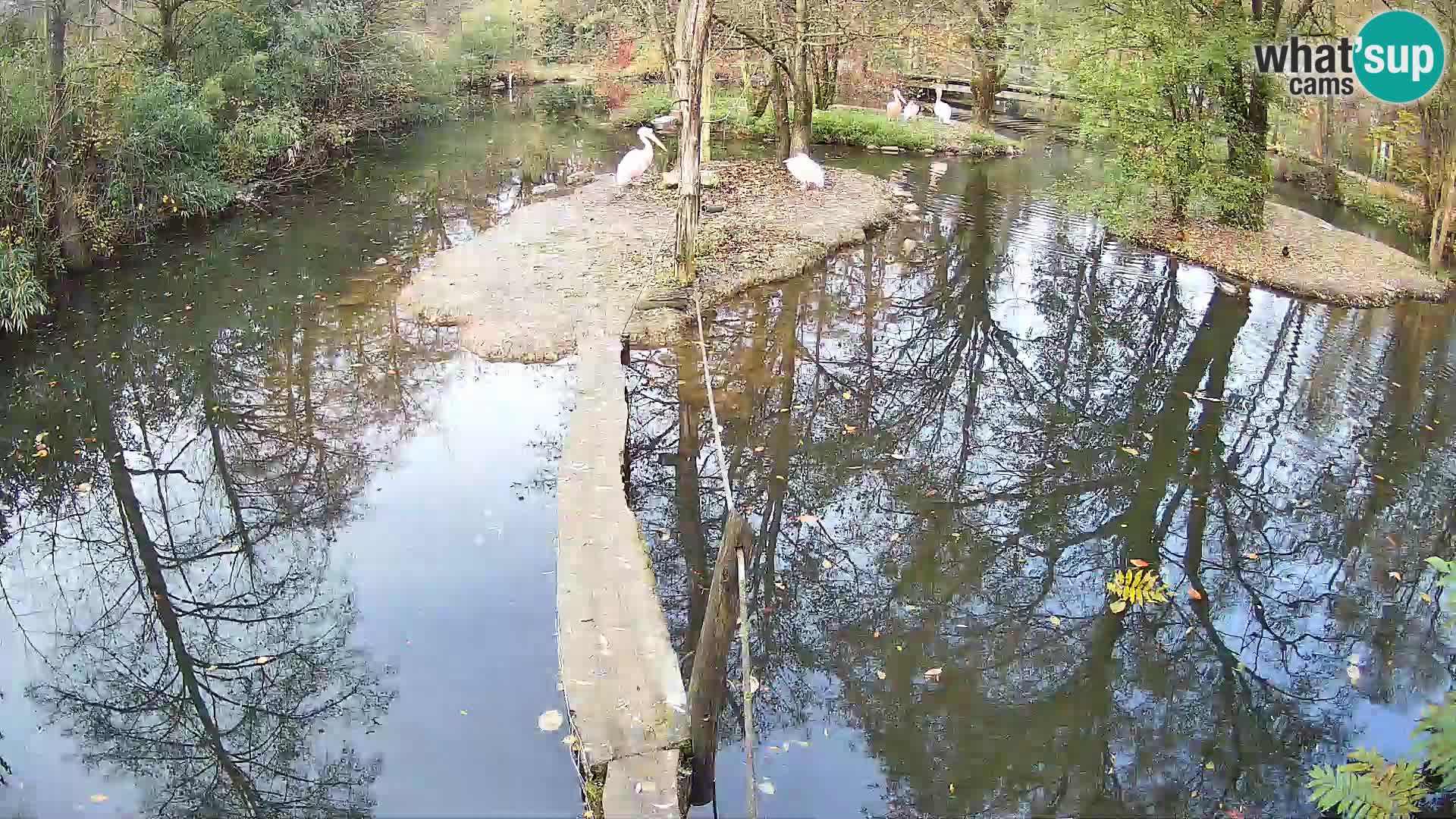 Schwarzweiße Vari Zoo Ljubljana webcam