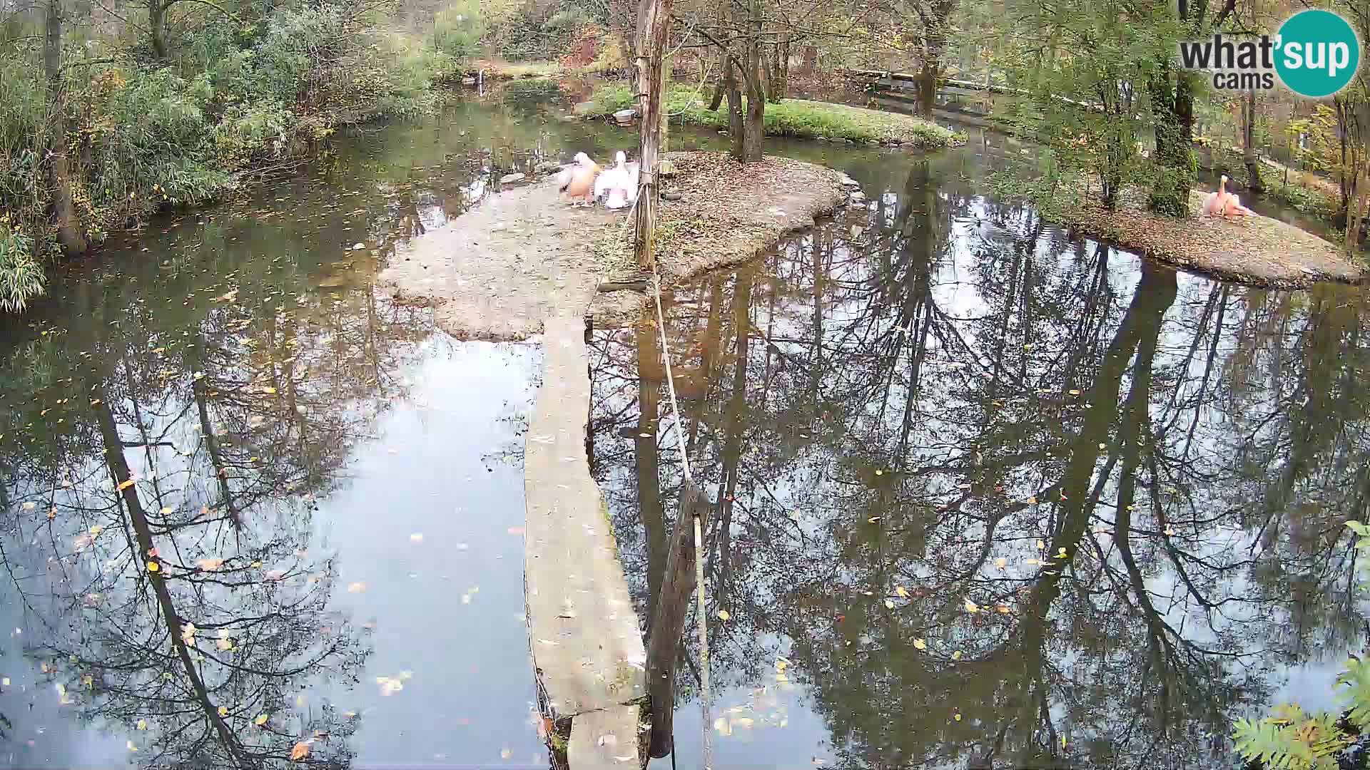 Schwarzweiße Vari Zoo Ljubljana webcam