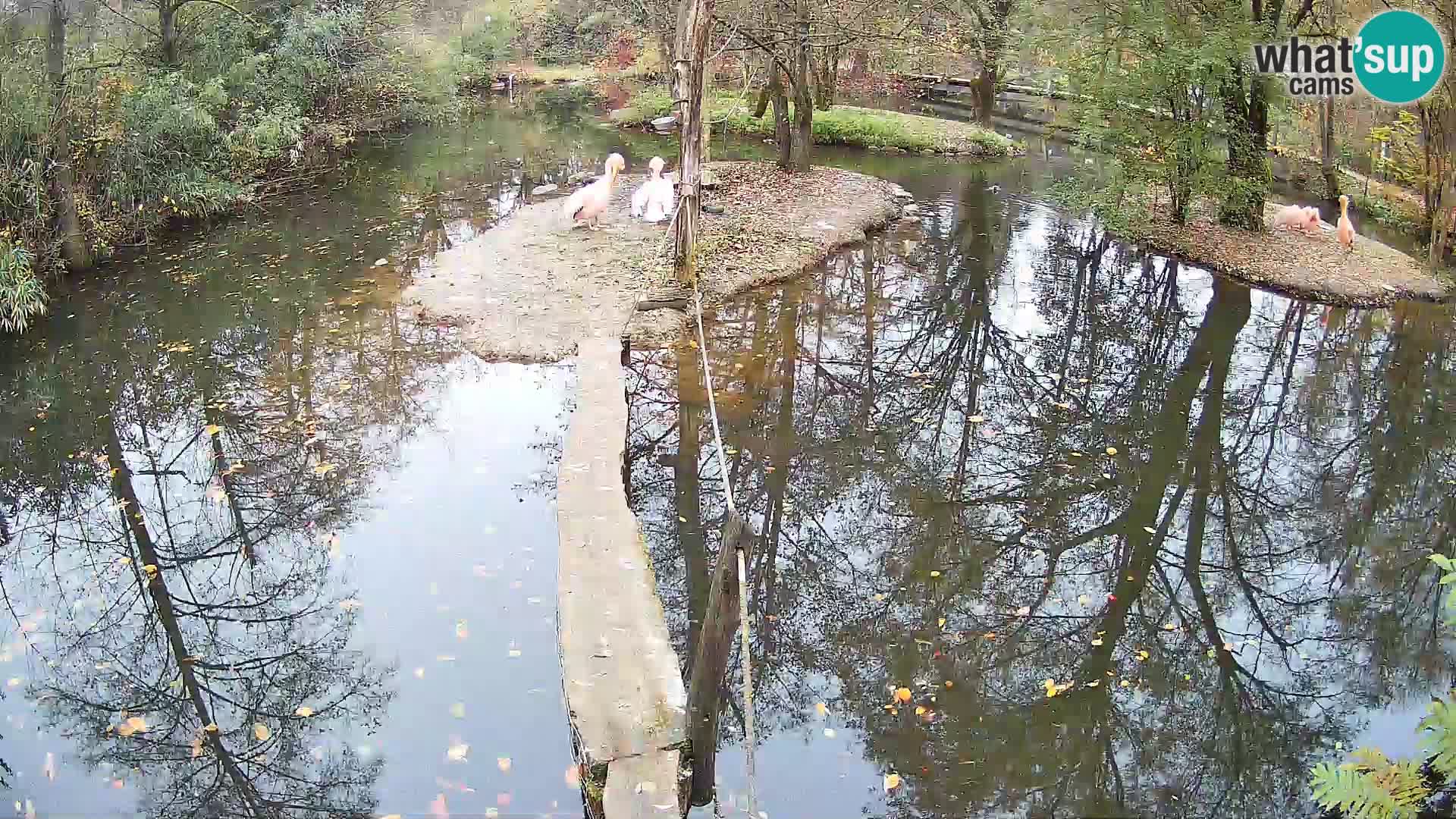 Vari bianconero Zoo Ljubljana webcam