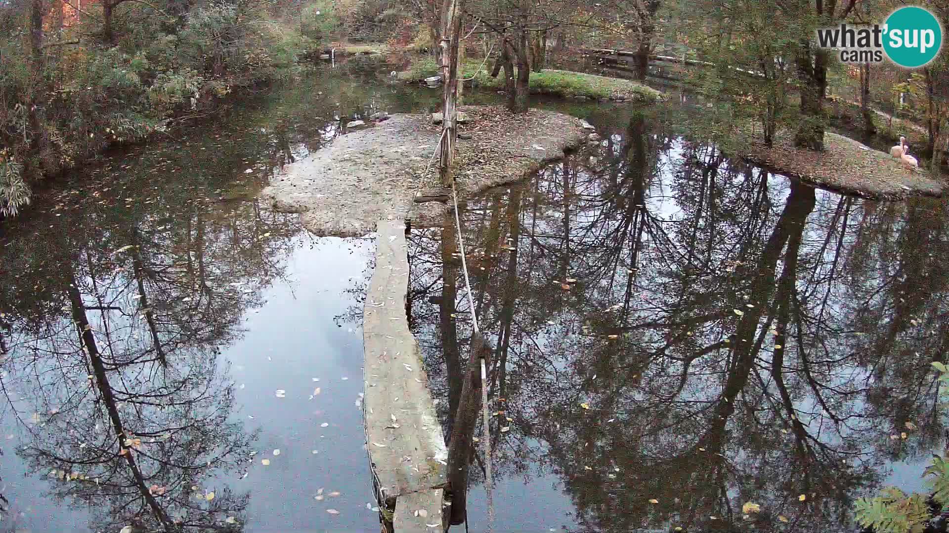 Schwarzweiße Vari Zoo Ljubljana webcam