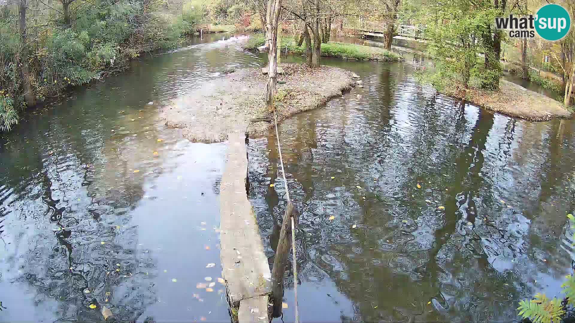 Schwarzweiße Vari Zoo Ljubljana webcam