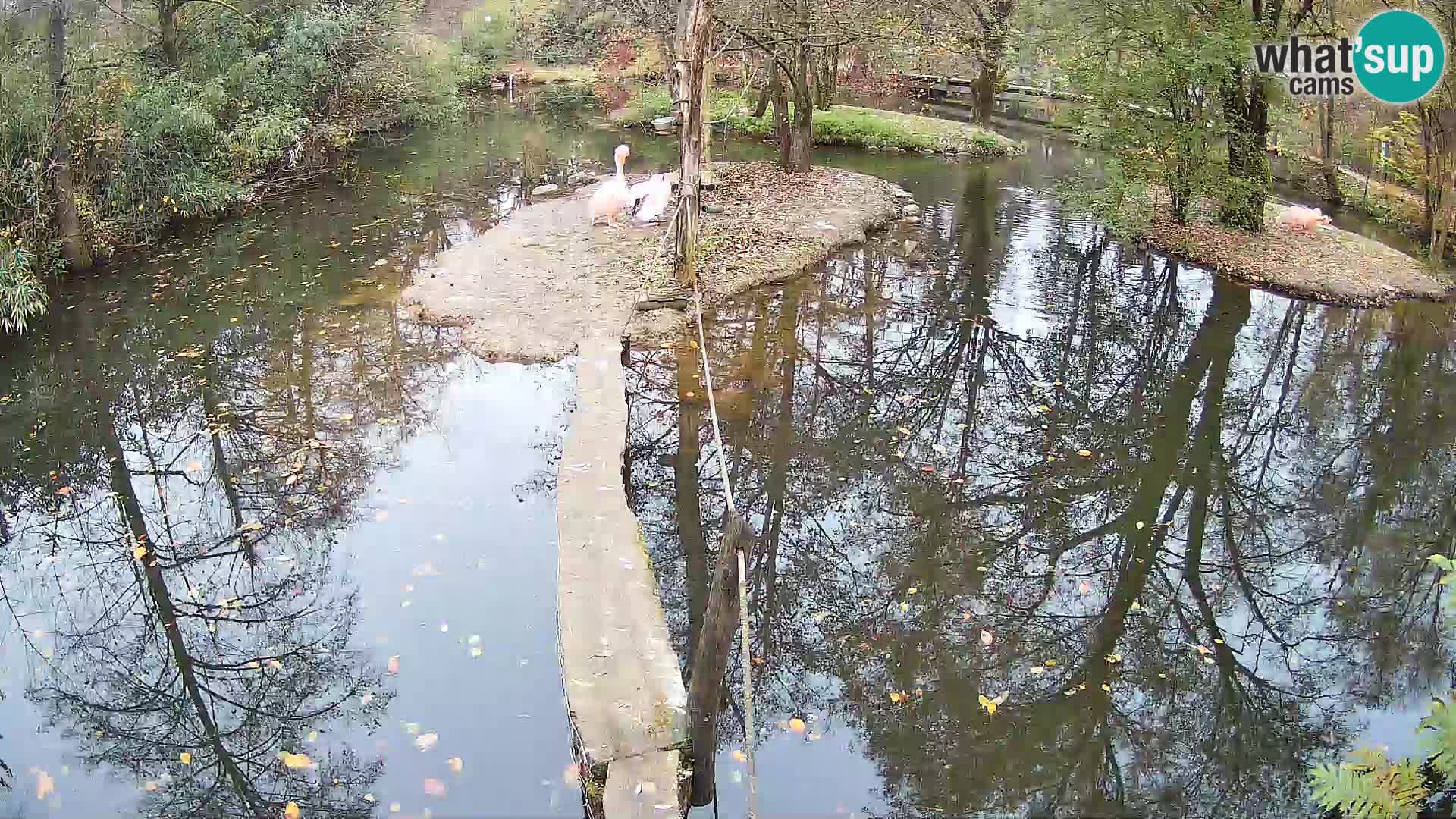 Navadni vari u živo – Ljubljana zoo