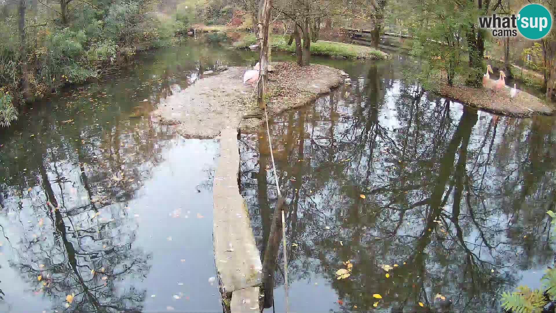 Schwarzweiße Vari Zoo Ljubljana webcam