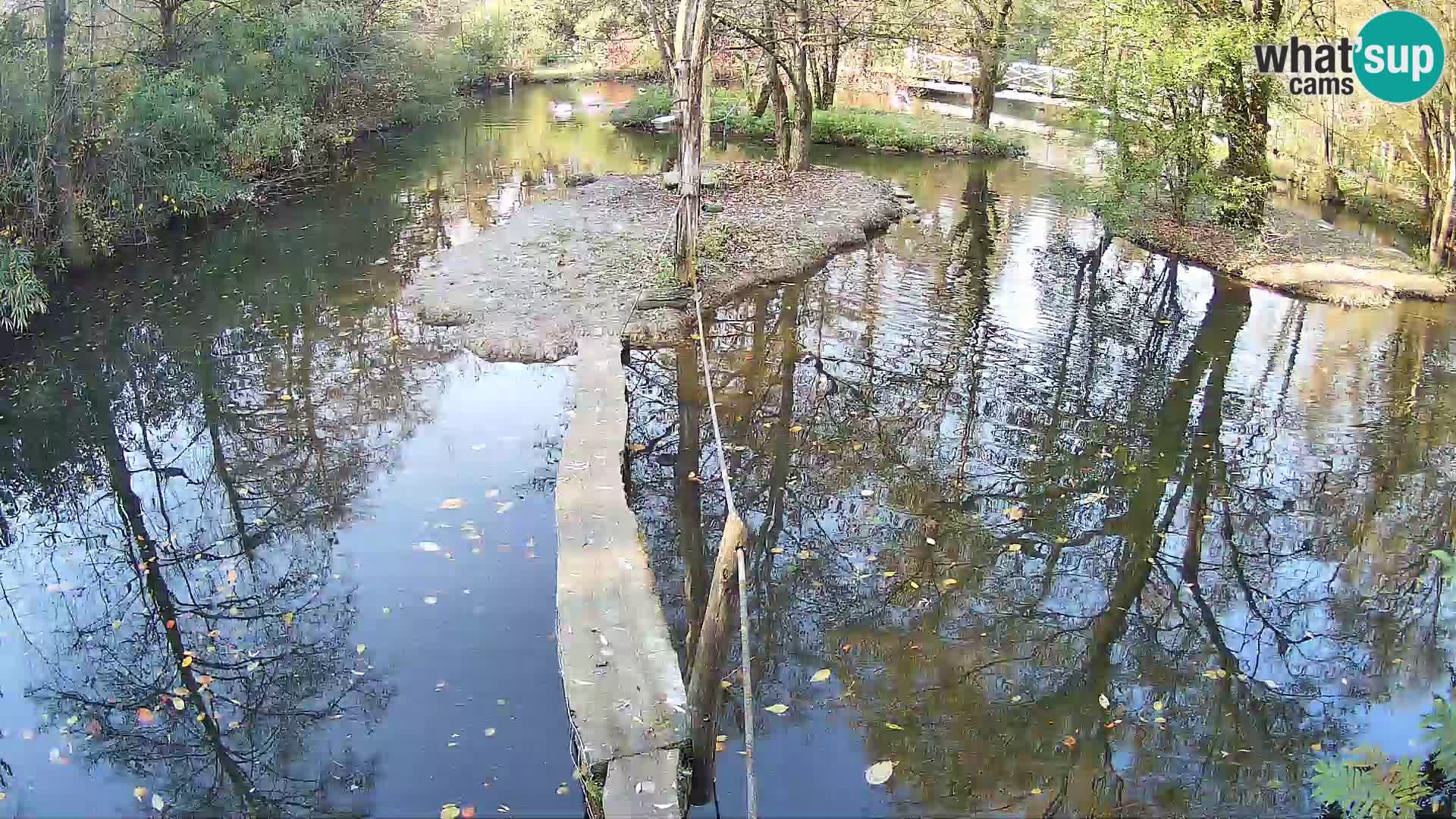 Navadni vari u živo – Ljubljana zoo