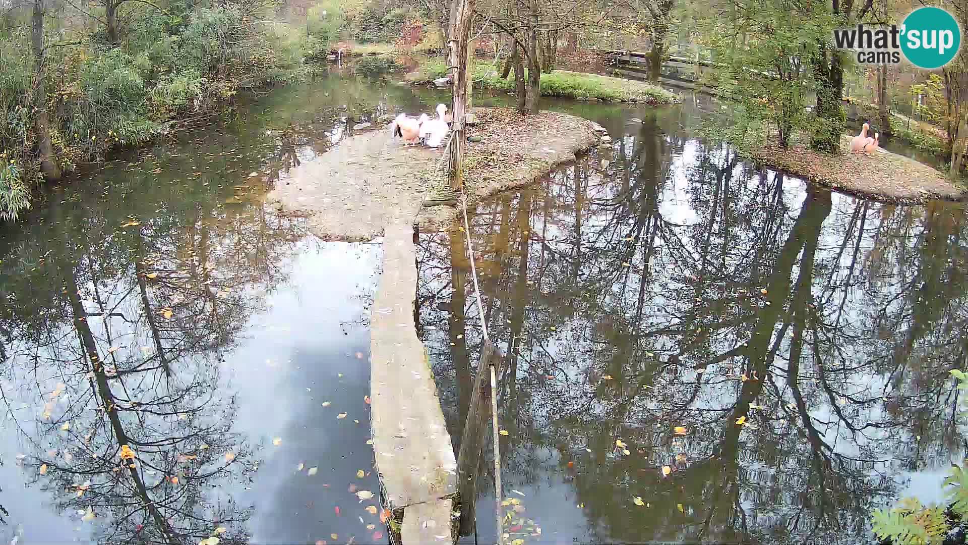 Schwarzweiße Vari Zoo Ljubljana webcam